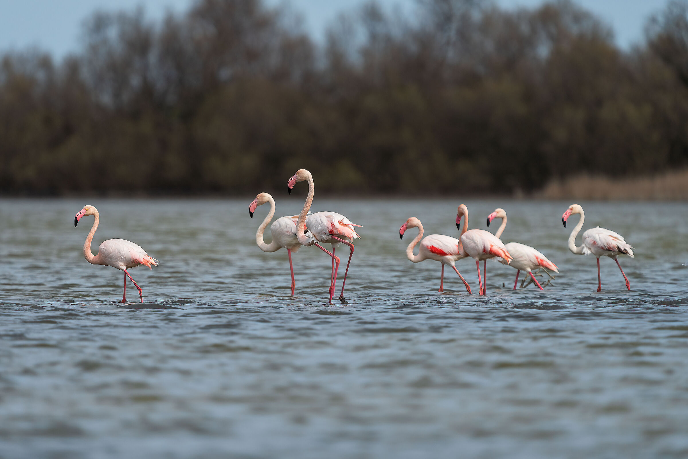 Flamingos with Herds