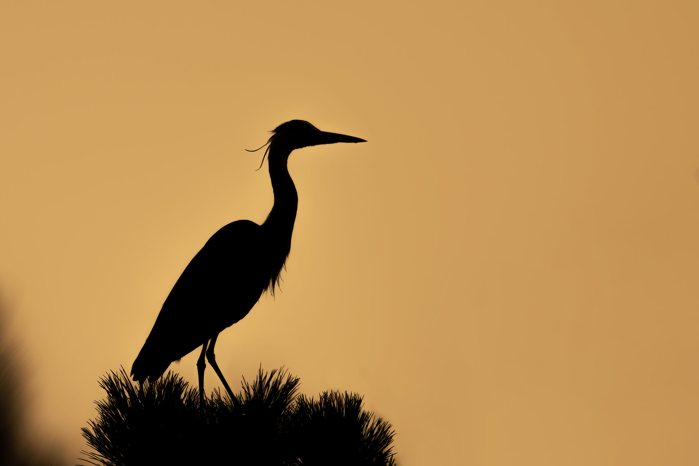 Ardea cinerea
