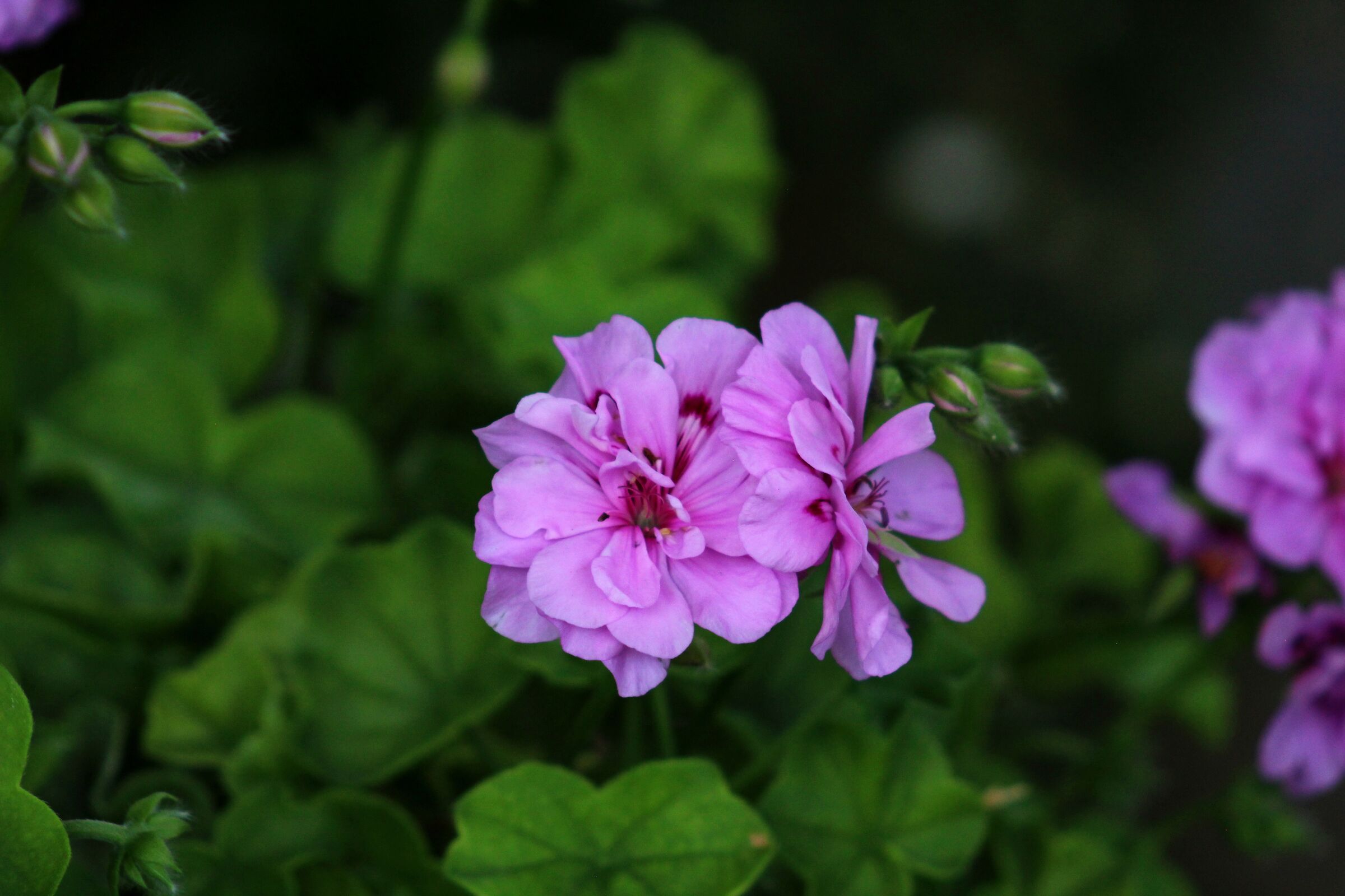 Geranium