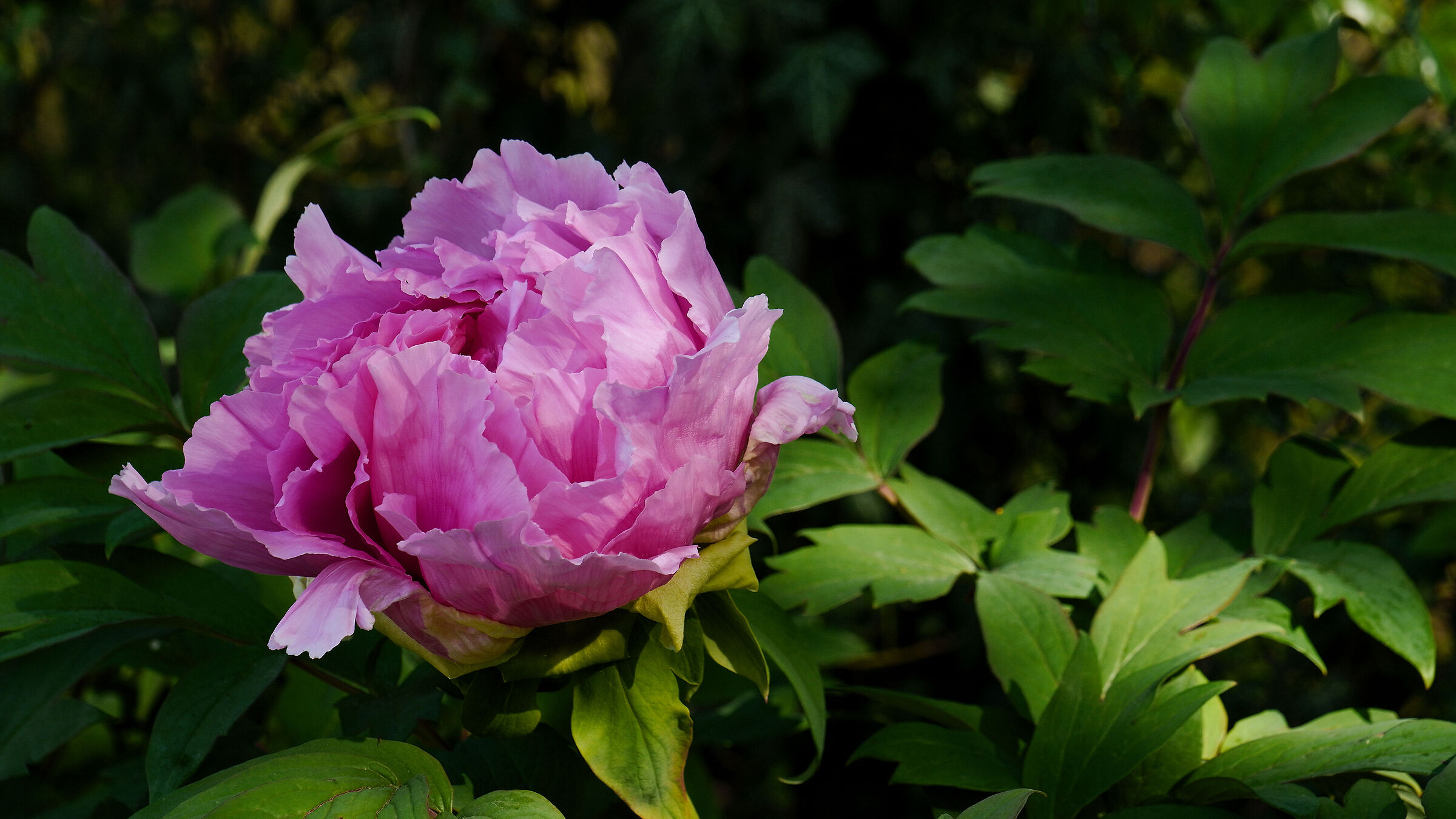 Peonia di Pasqua
