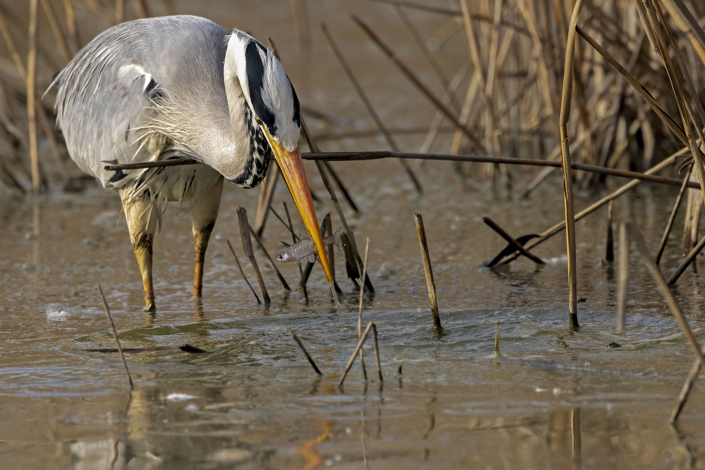 Grey heron