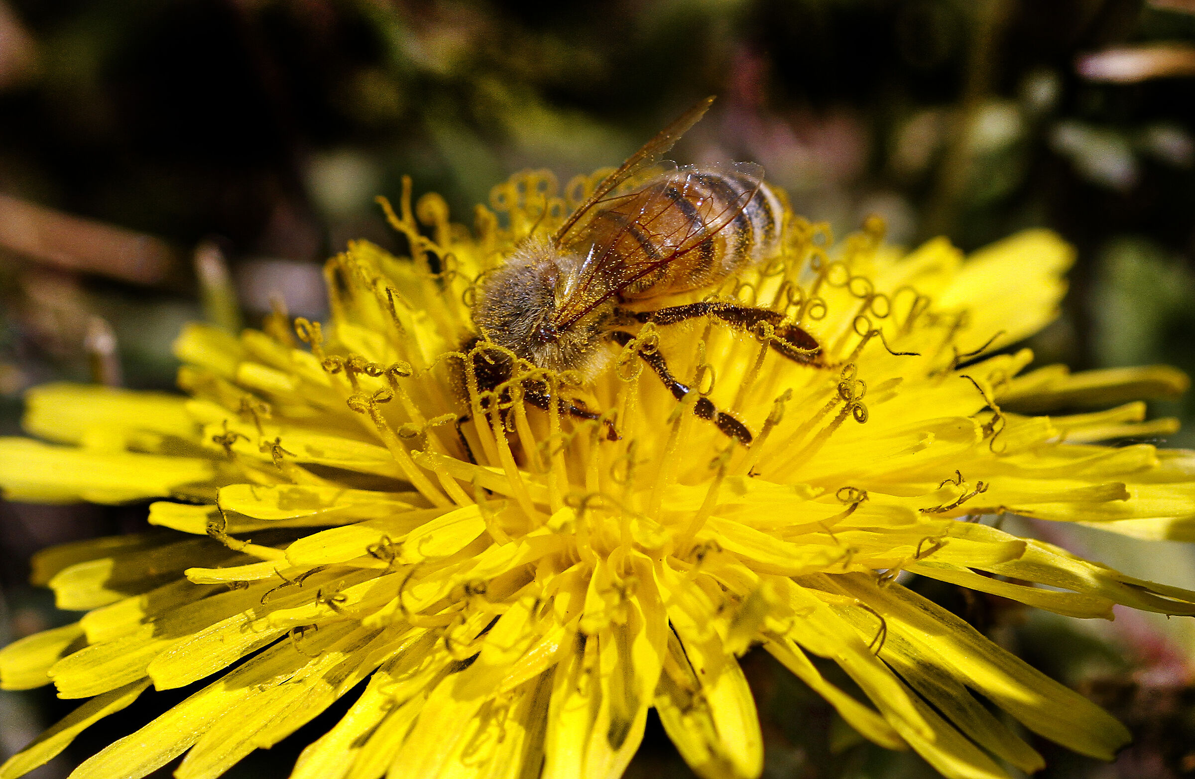 miracolo dell impollinazione