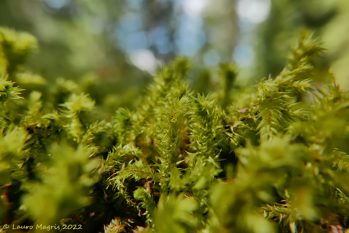 Foresta muschiata