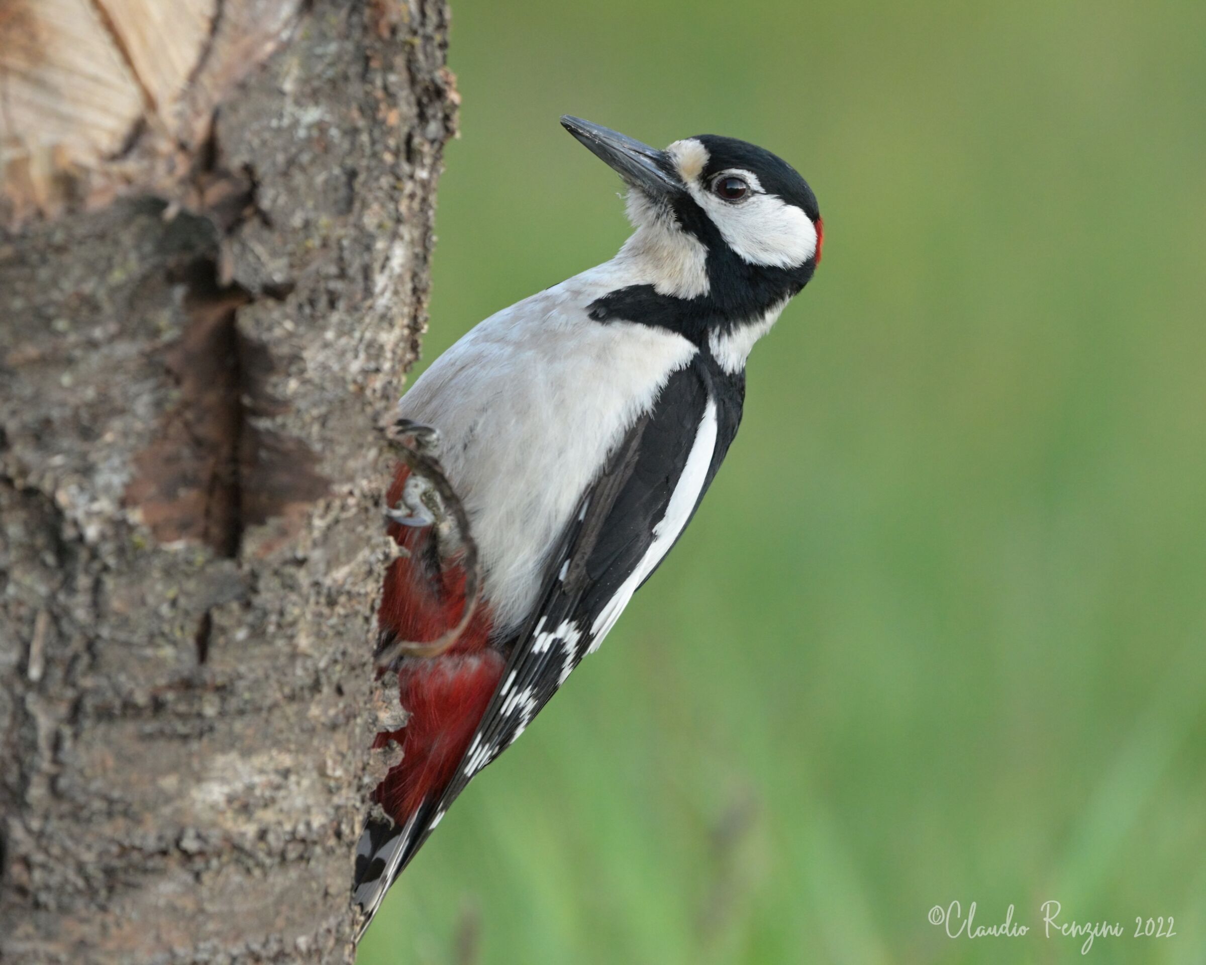 greater red woodpecker