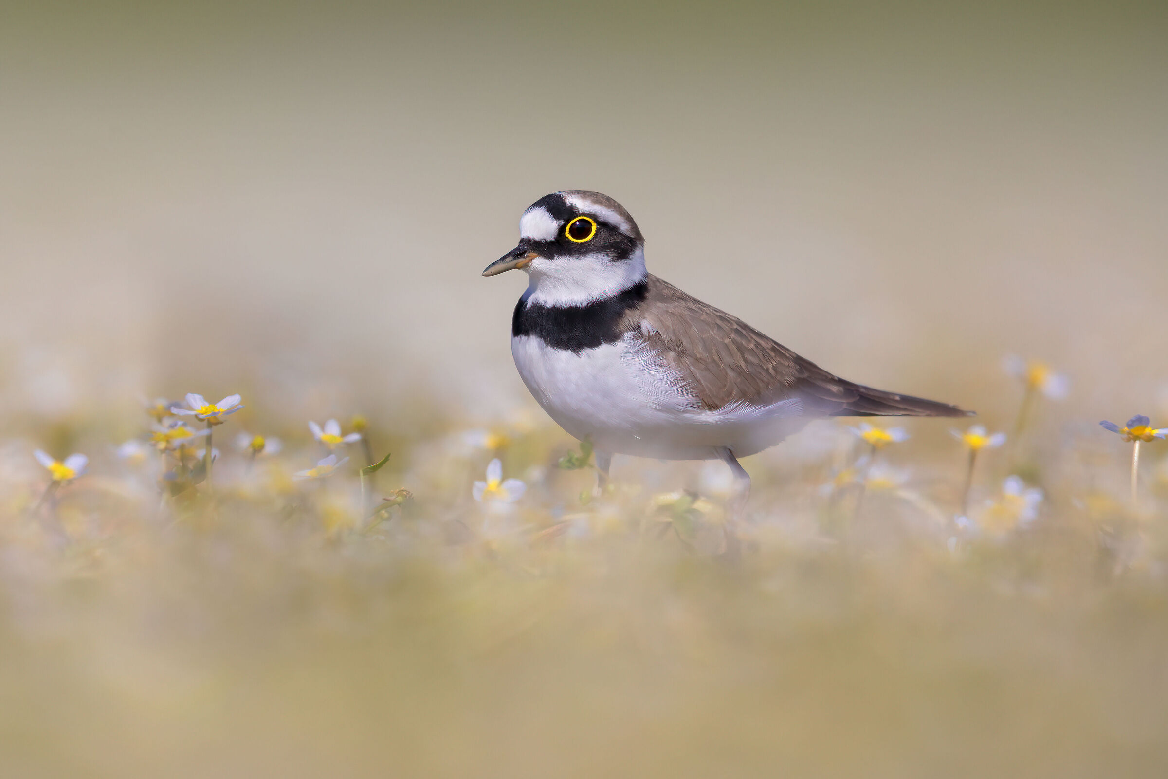 Ranuncoli e Corriere piccolo