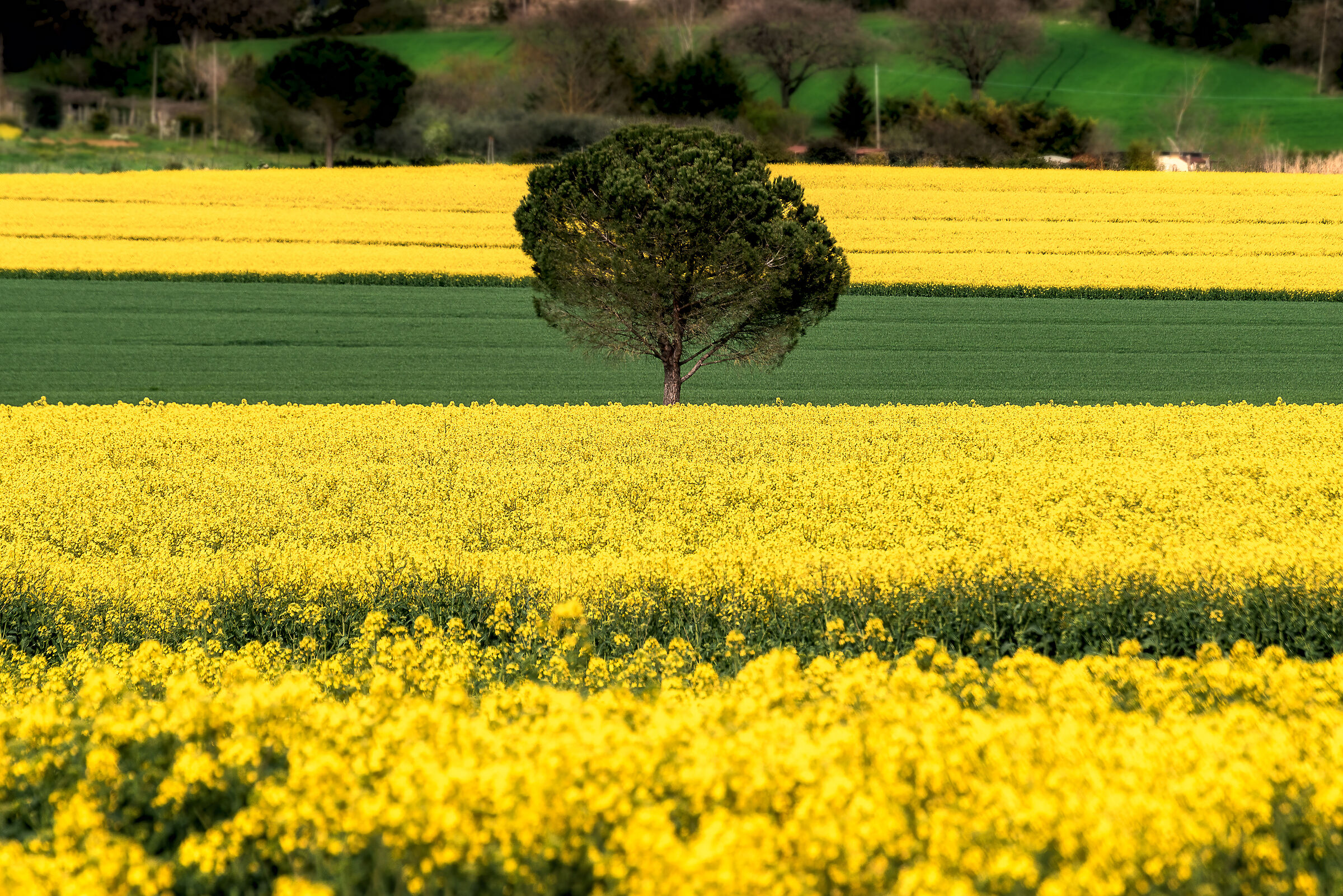 yellow and green in umbria