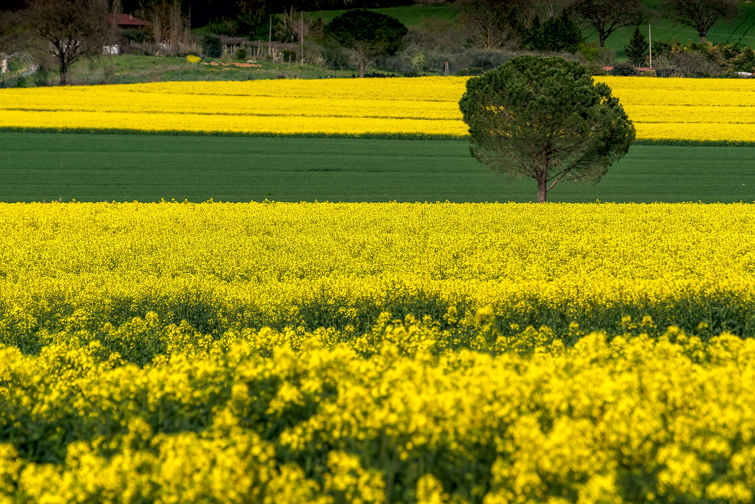 yellow and green in umbria