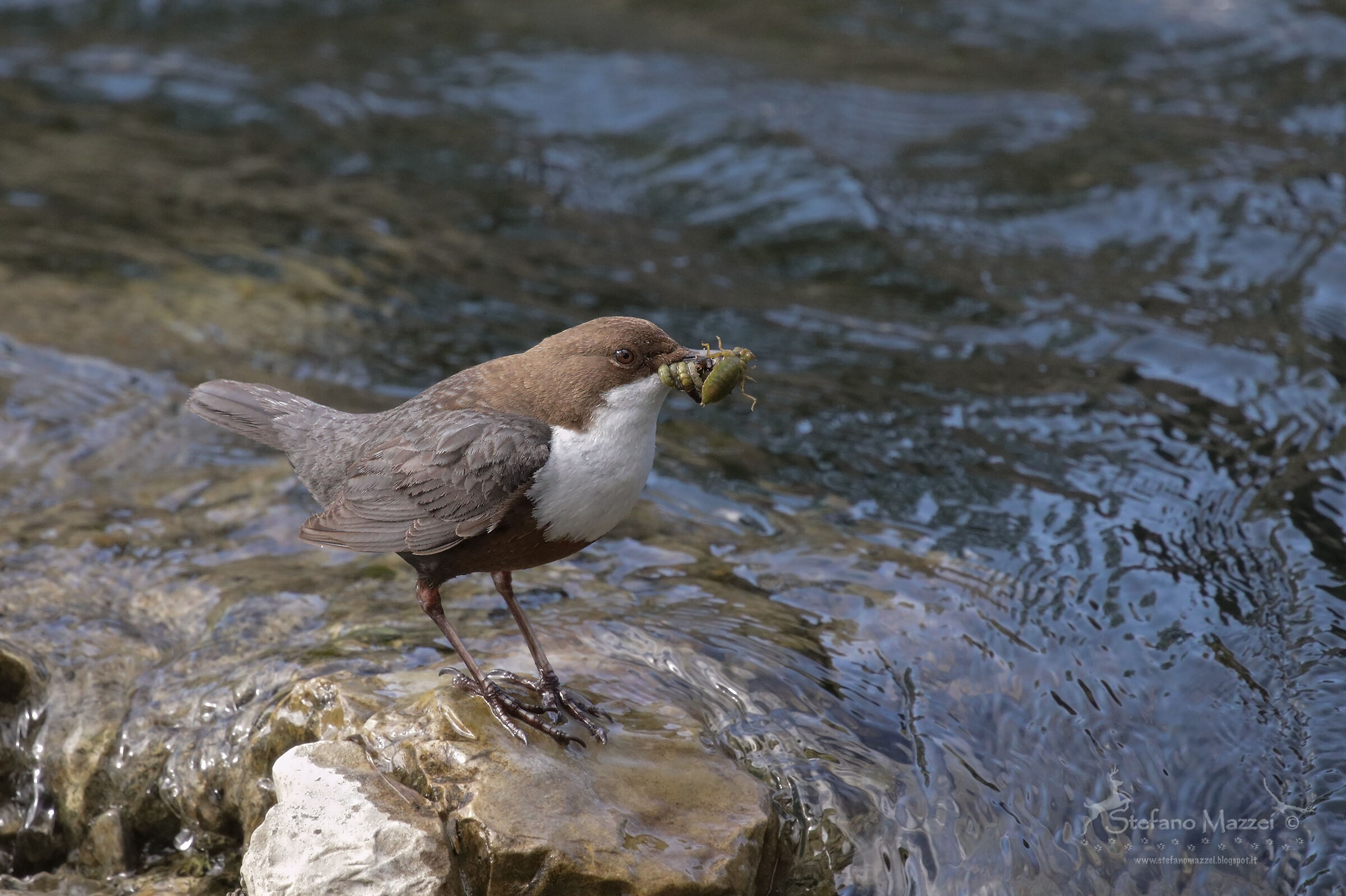 The exaggerated imbeccata