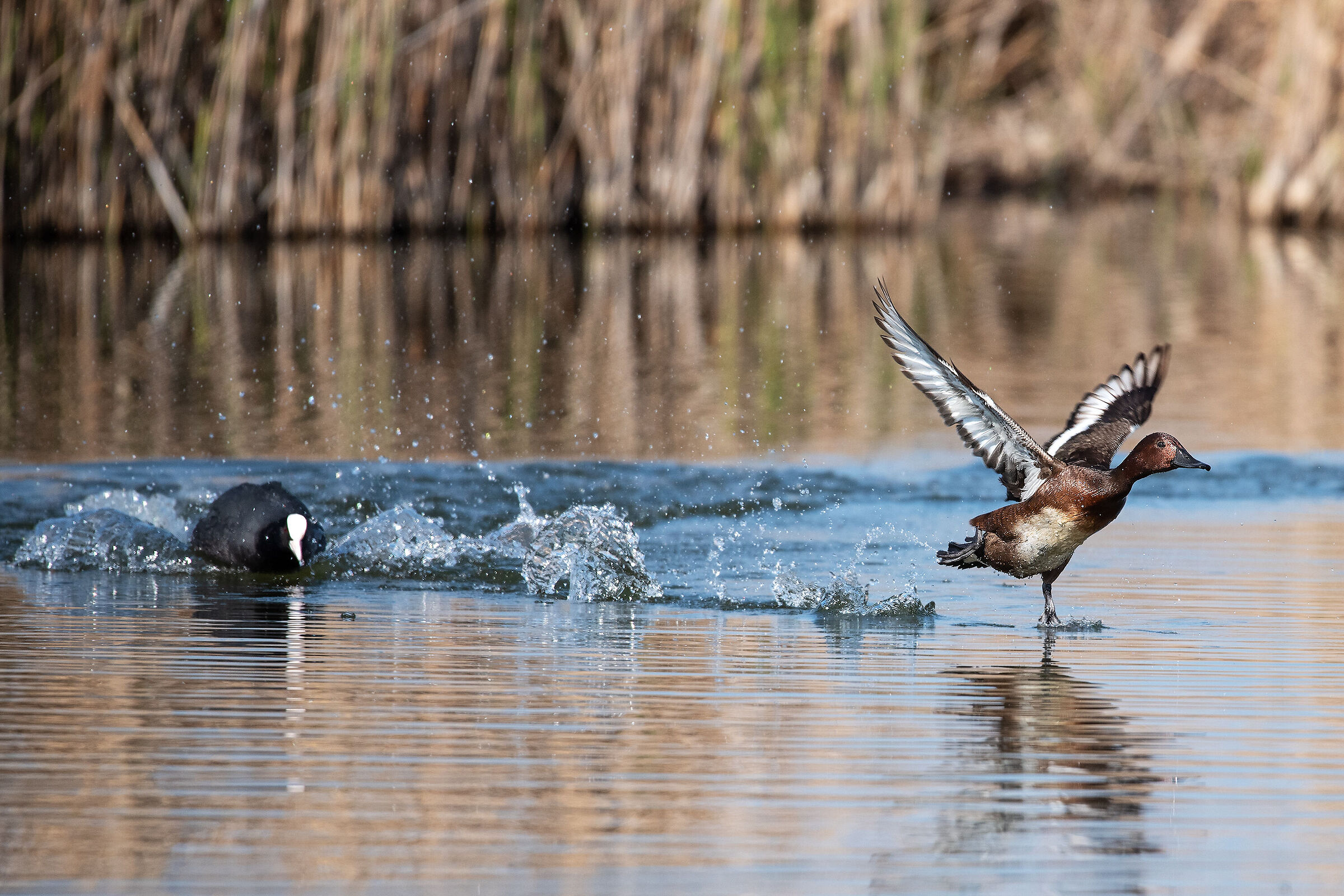 Folaga vs Moretta tabaccata