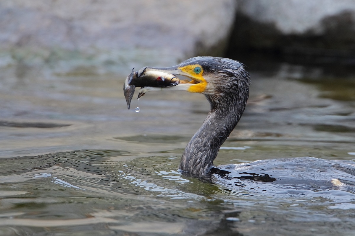 Cormorant with prey