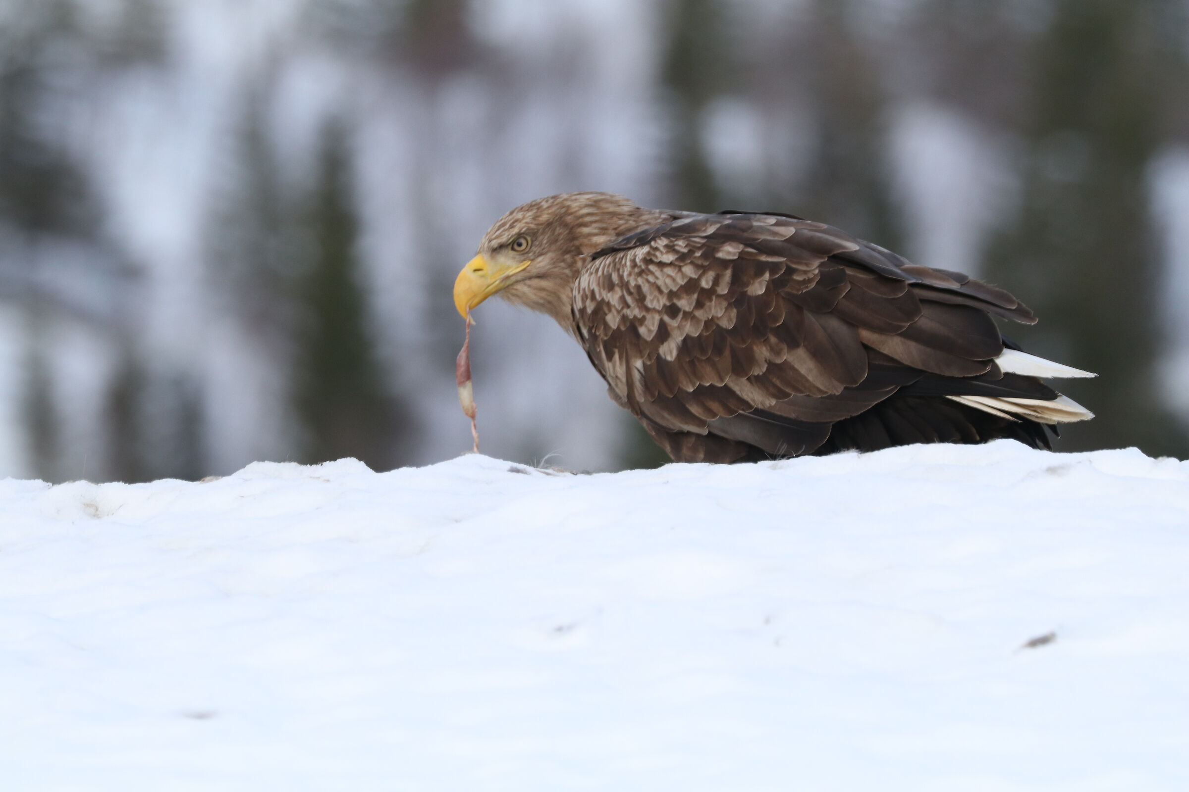 The mouth lifted from the proud meal