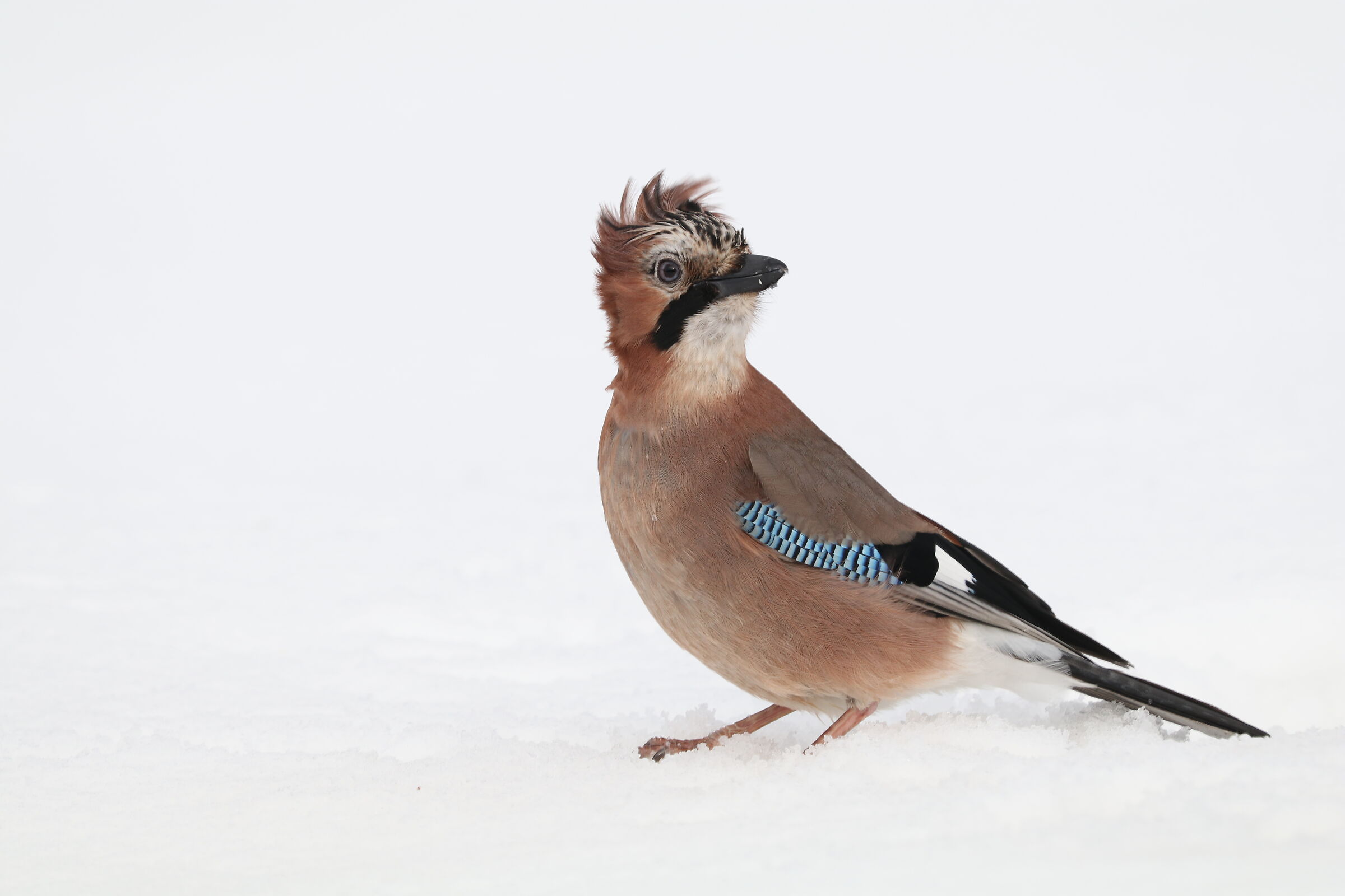 Stand out in the snow 2