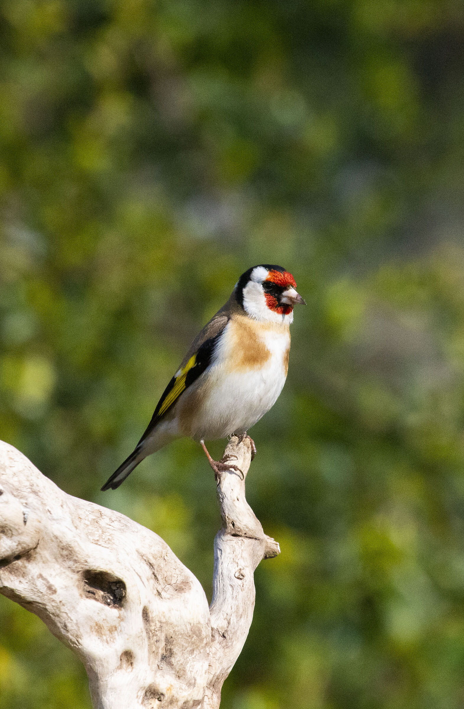 Goldfinch (Carduelis carduelis)