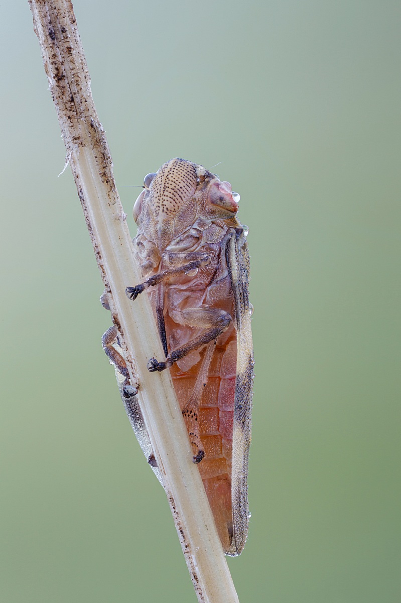 Neophilaenus froghopper
