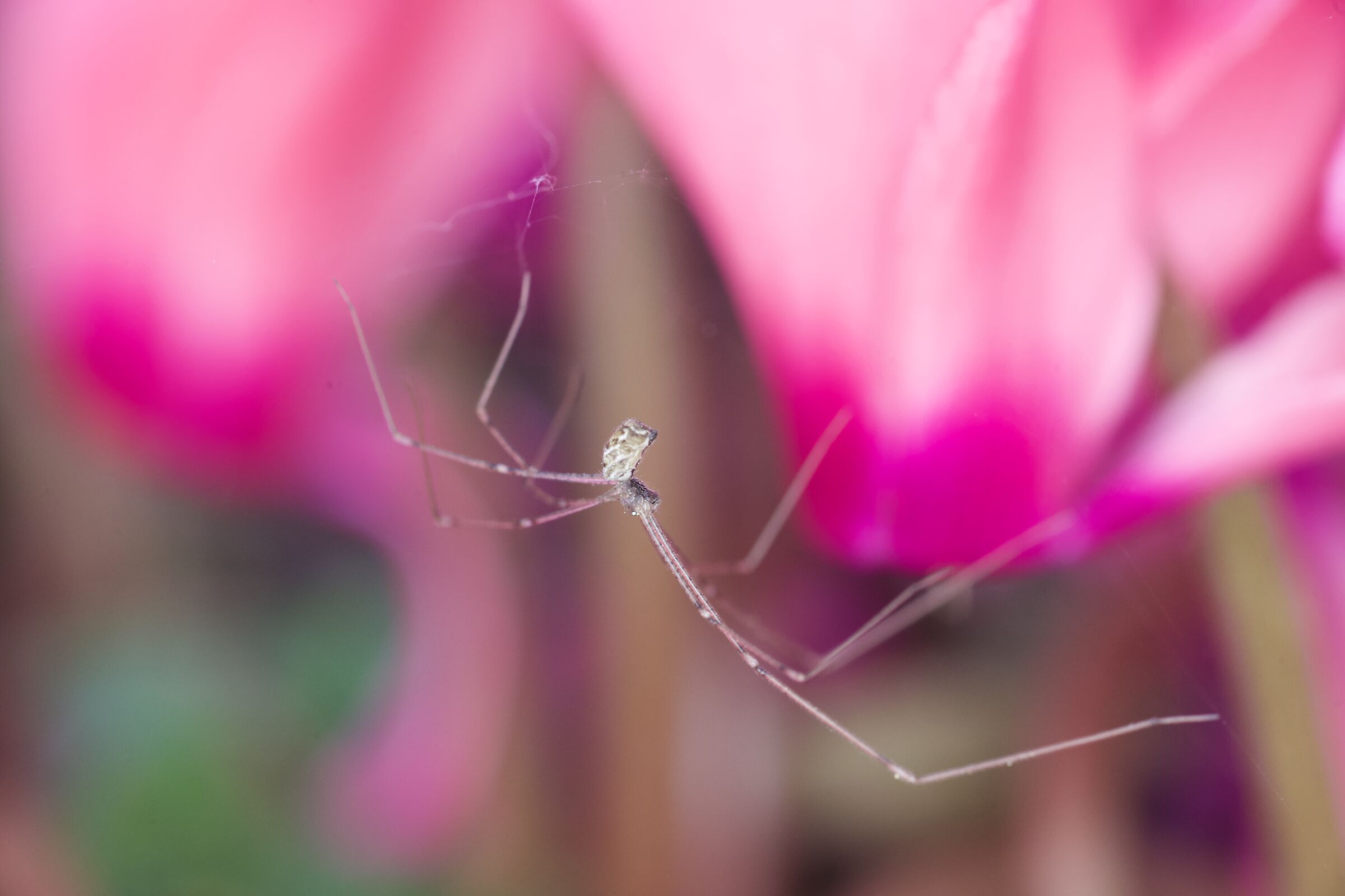 Spider and cyclamen 1