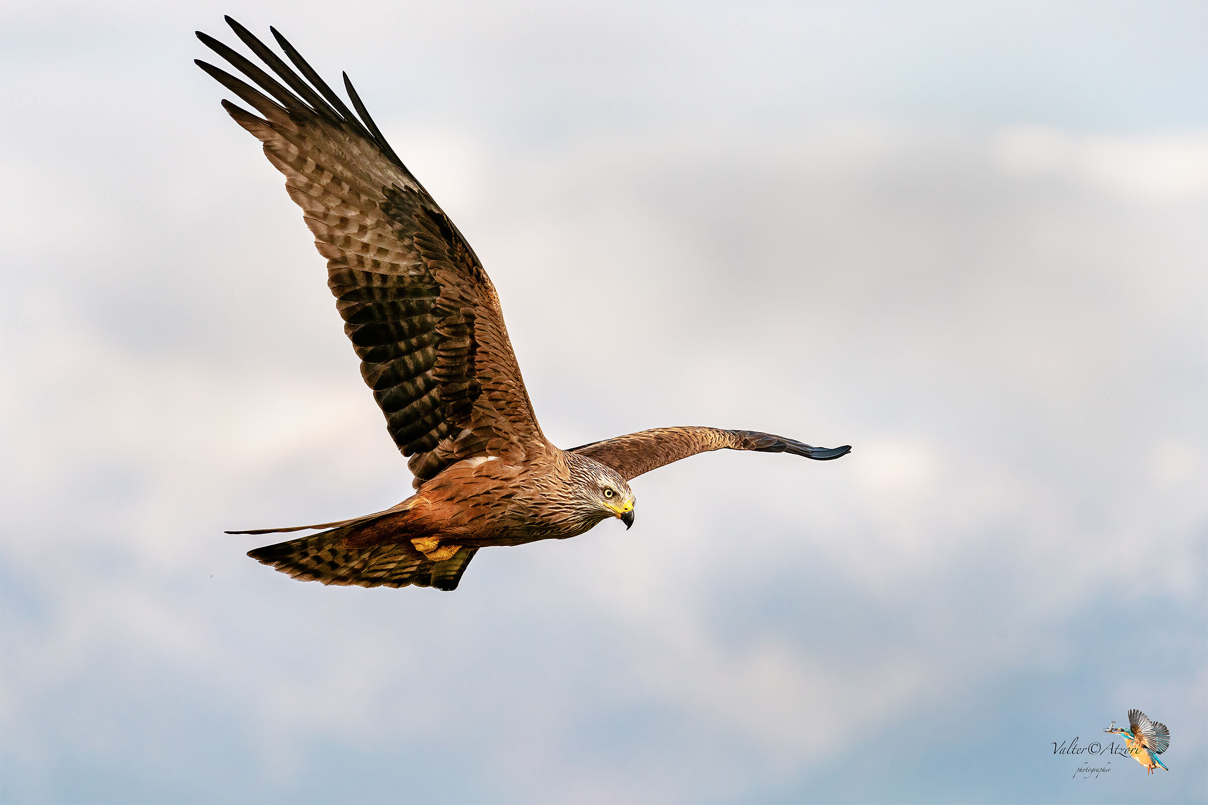 The flight of the kite