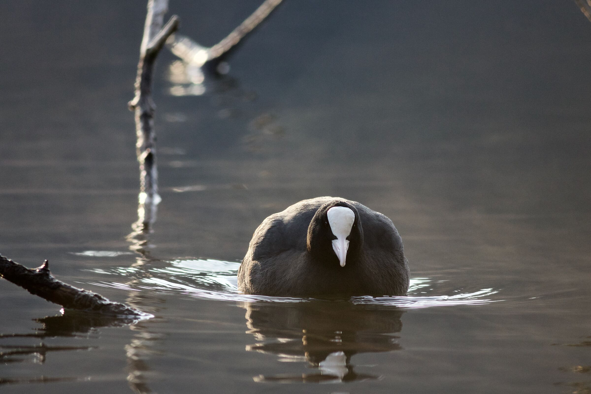non credere di farmi paura...