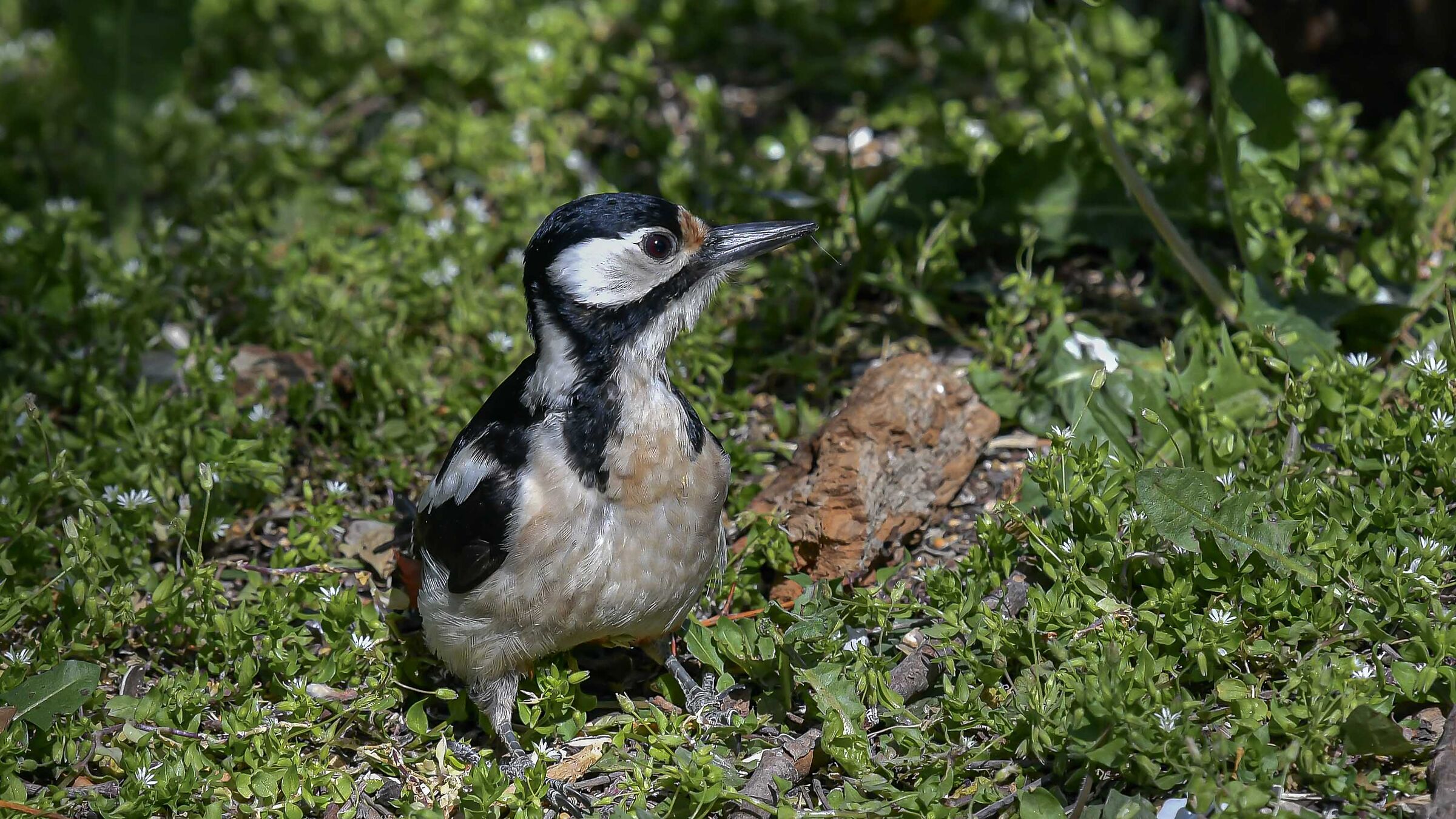 Picchio rosso maggiore  ( F )