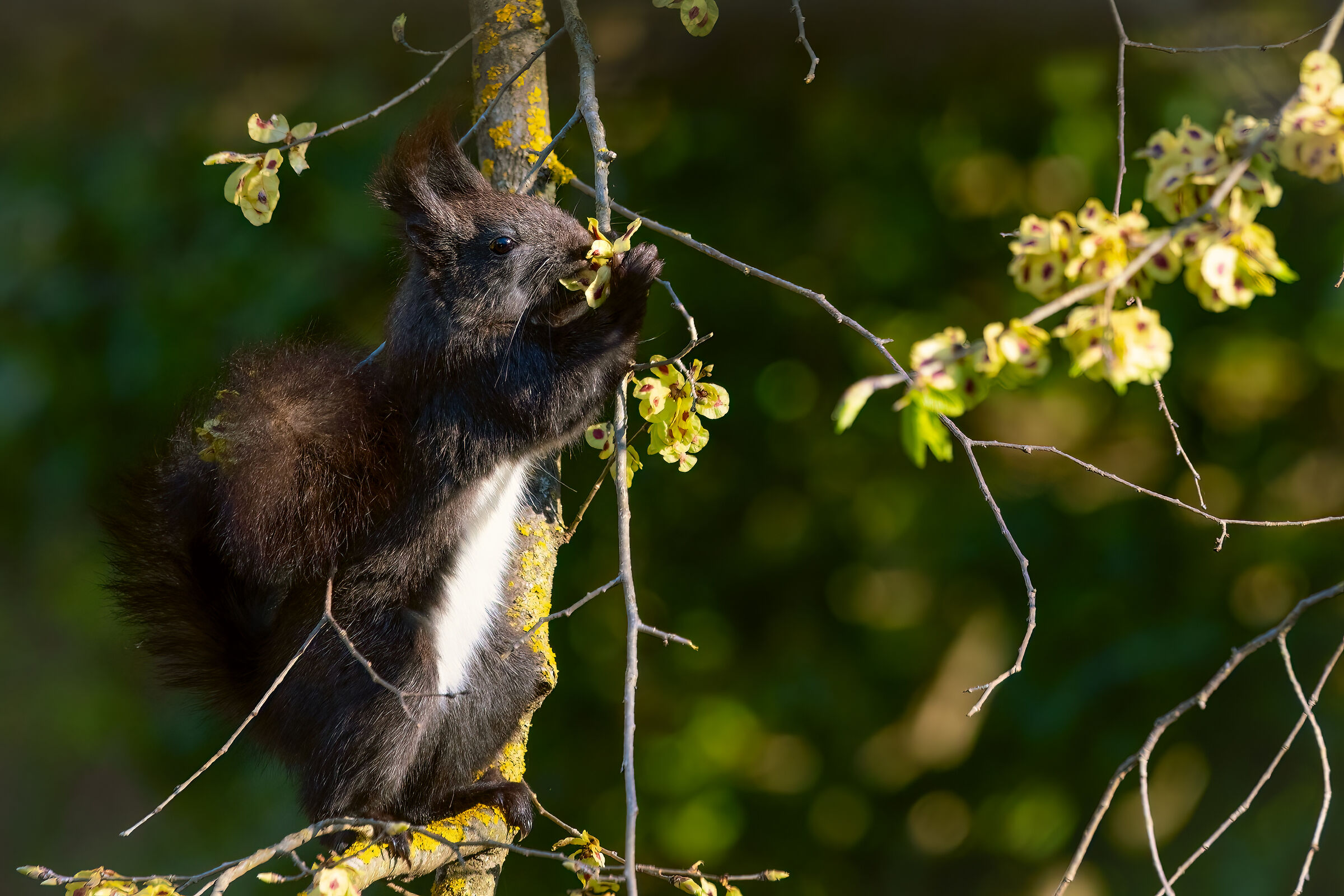 Scoiattolo meridionale