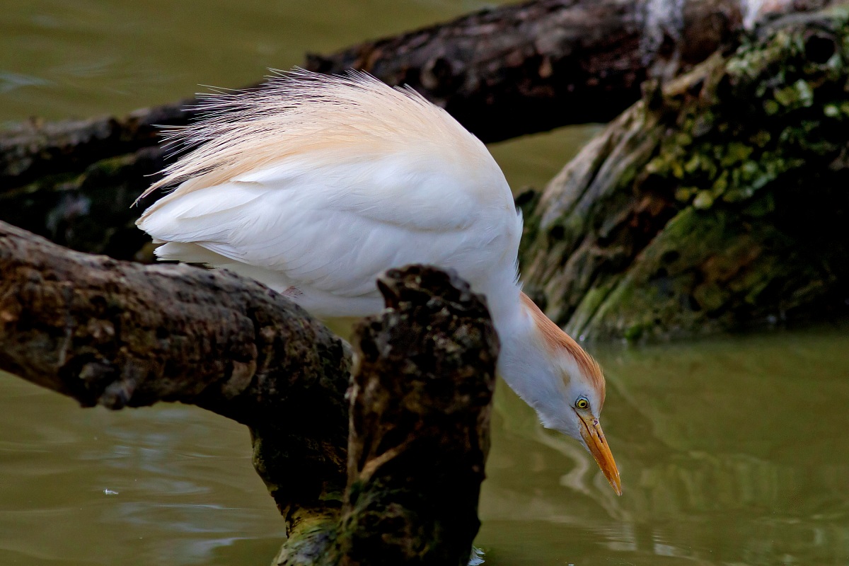 Guardabuoi: Ti Punto!!