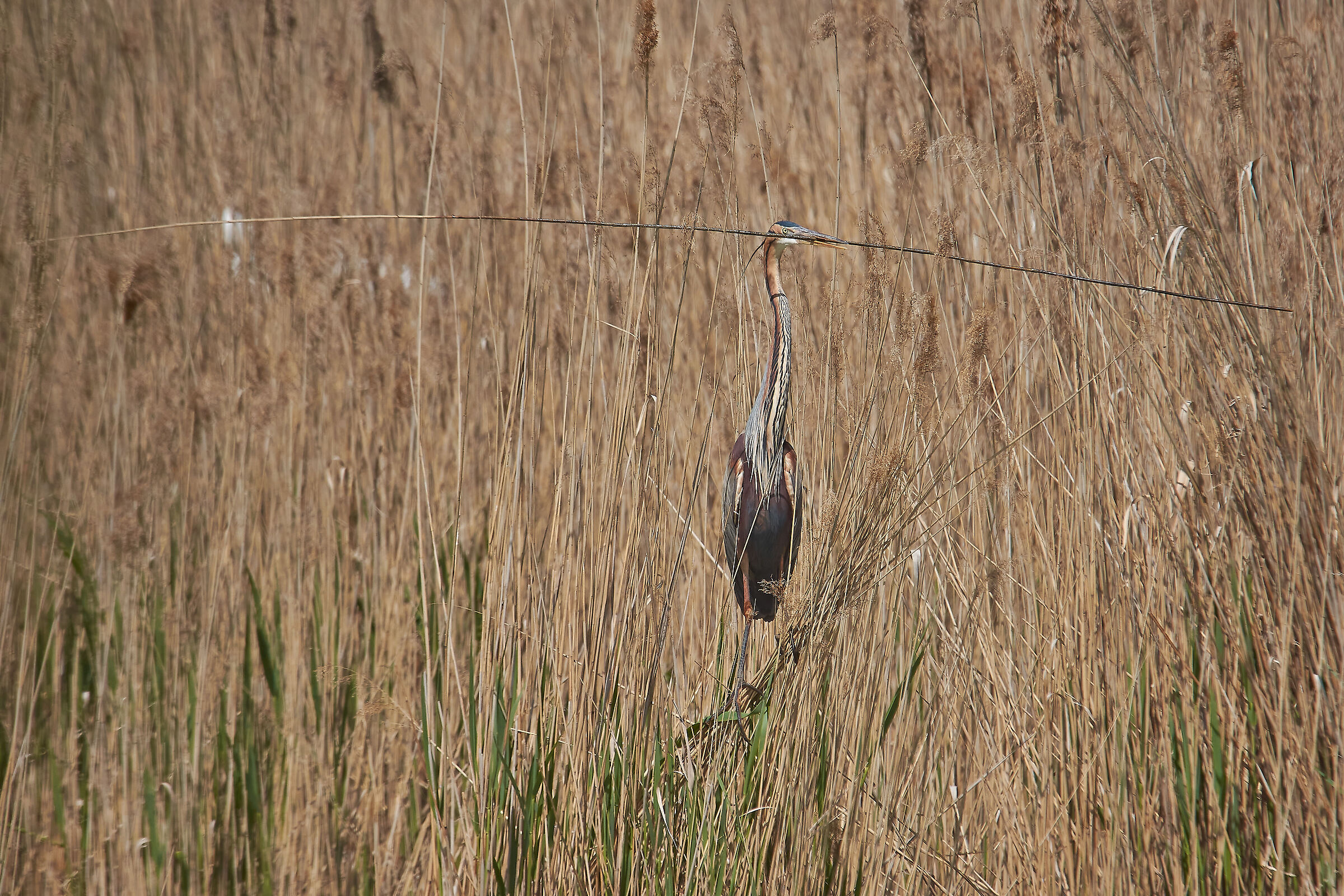 The Tightrope Walker