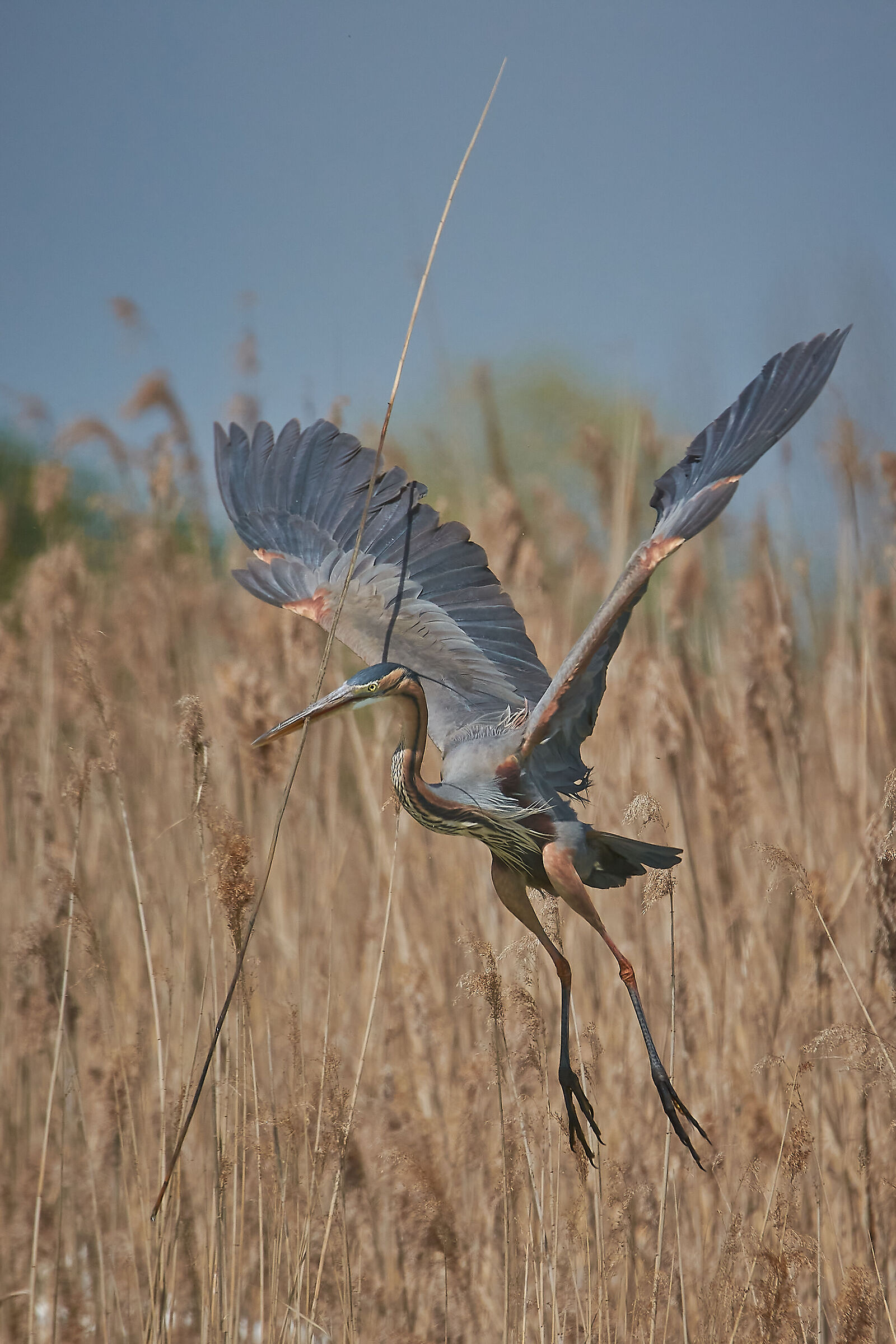 The Exaggerated Builder