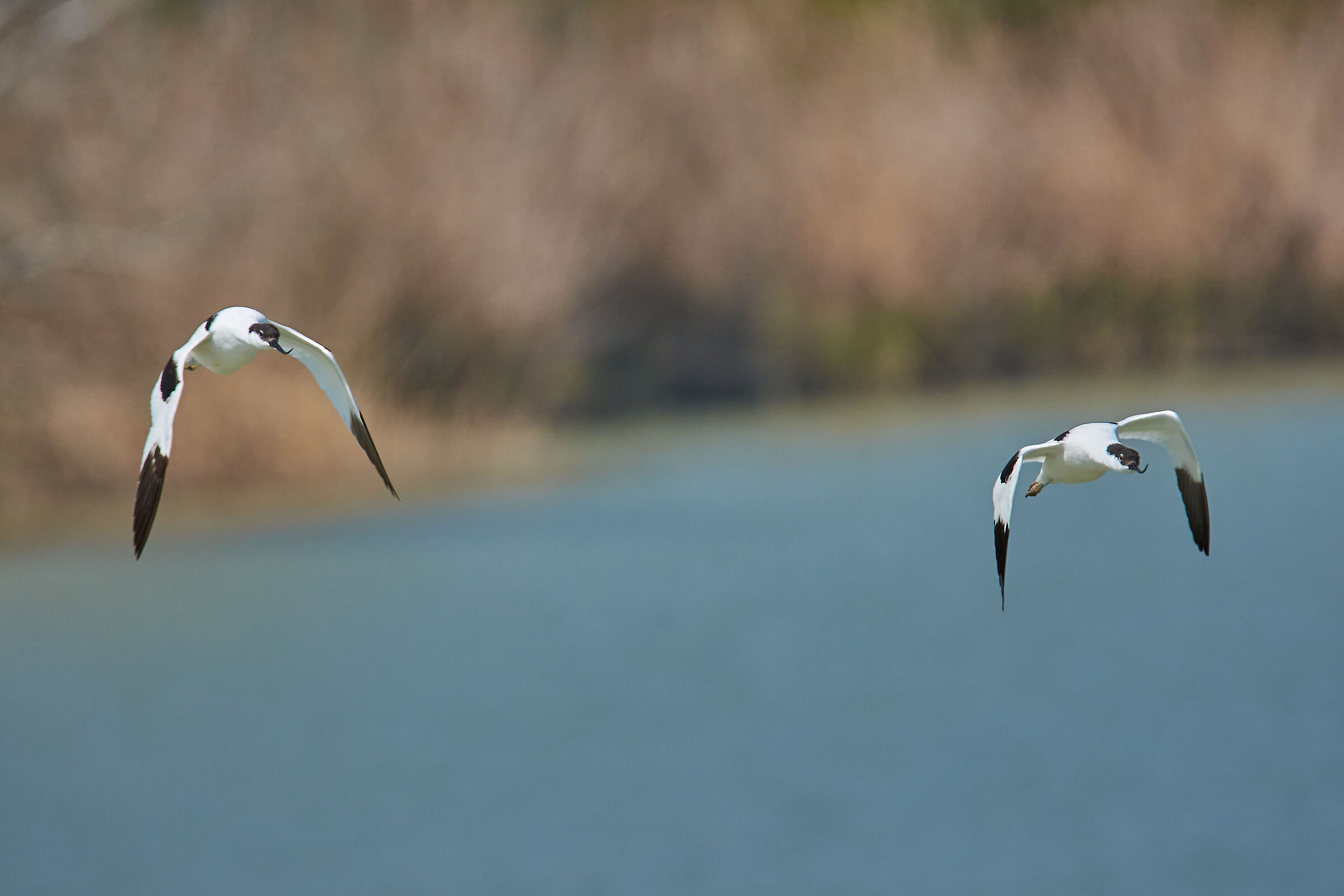 Avocets