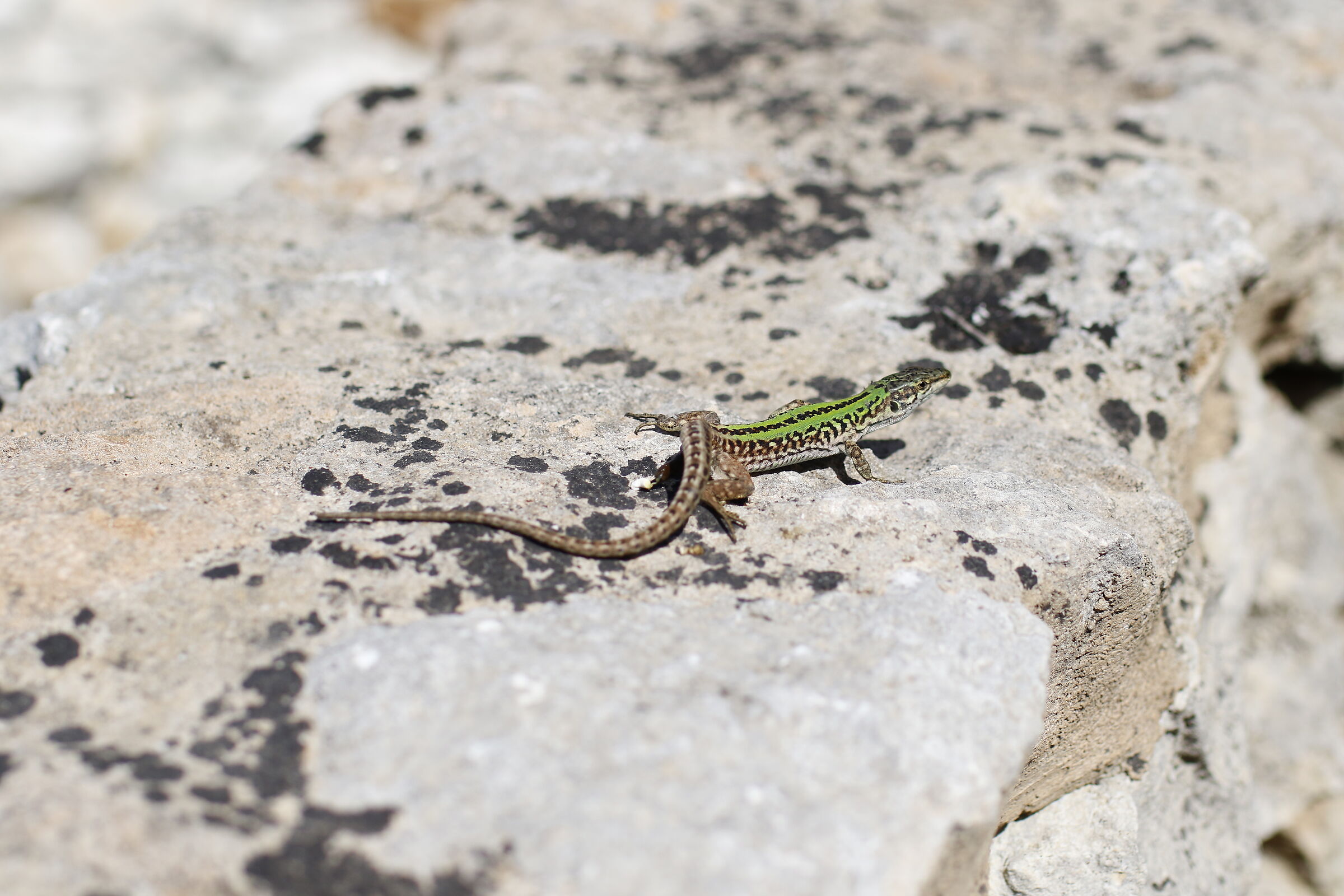 F. 3.5, 1/ 8.000, ISO 250- 7D II- Milvus 50, 1.4