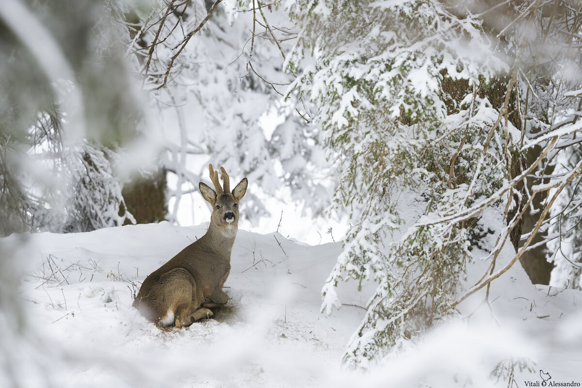 Roe deer and the last snowfall