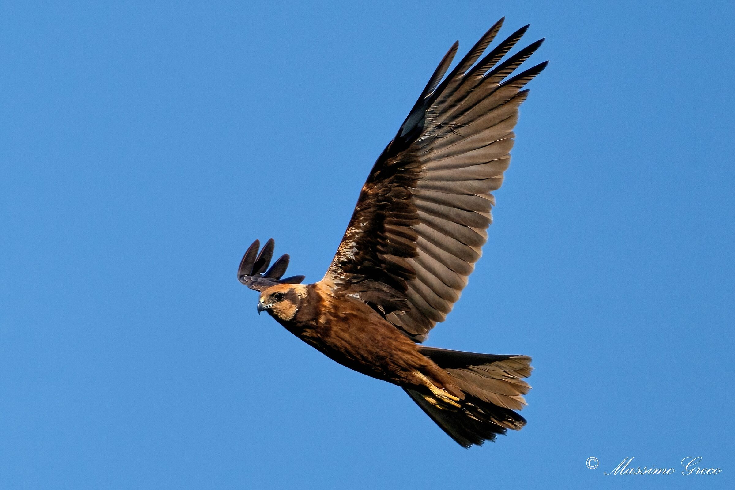 Marsh falcon (Circus aeruginosus)