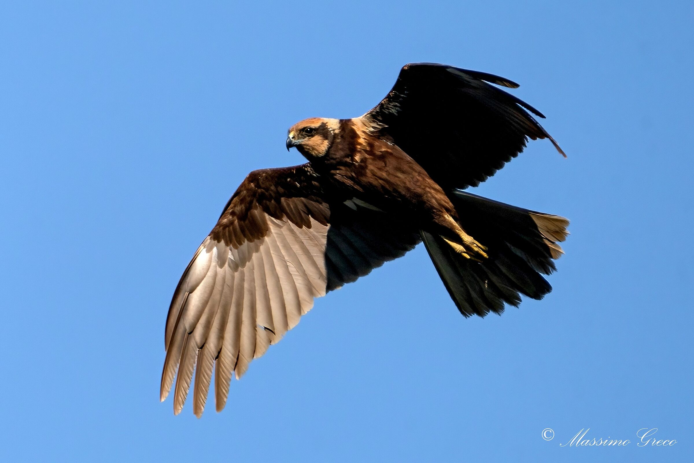 Marsh falcon (Circus aeruginosus)
