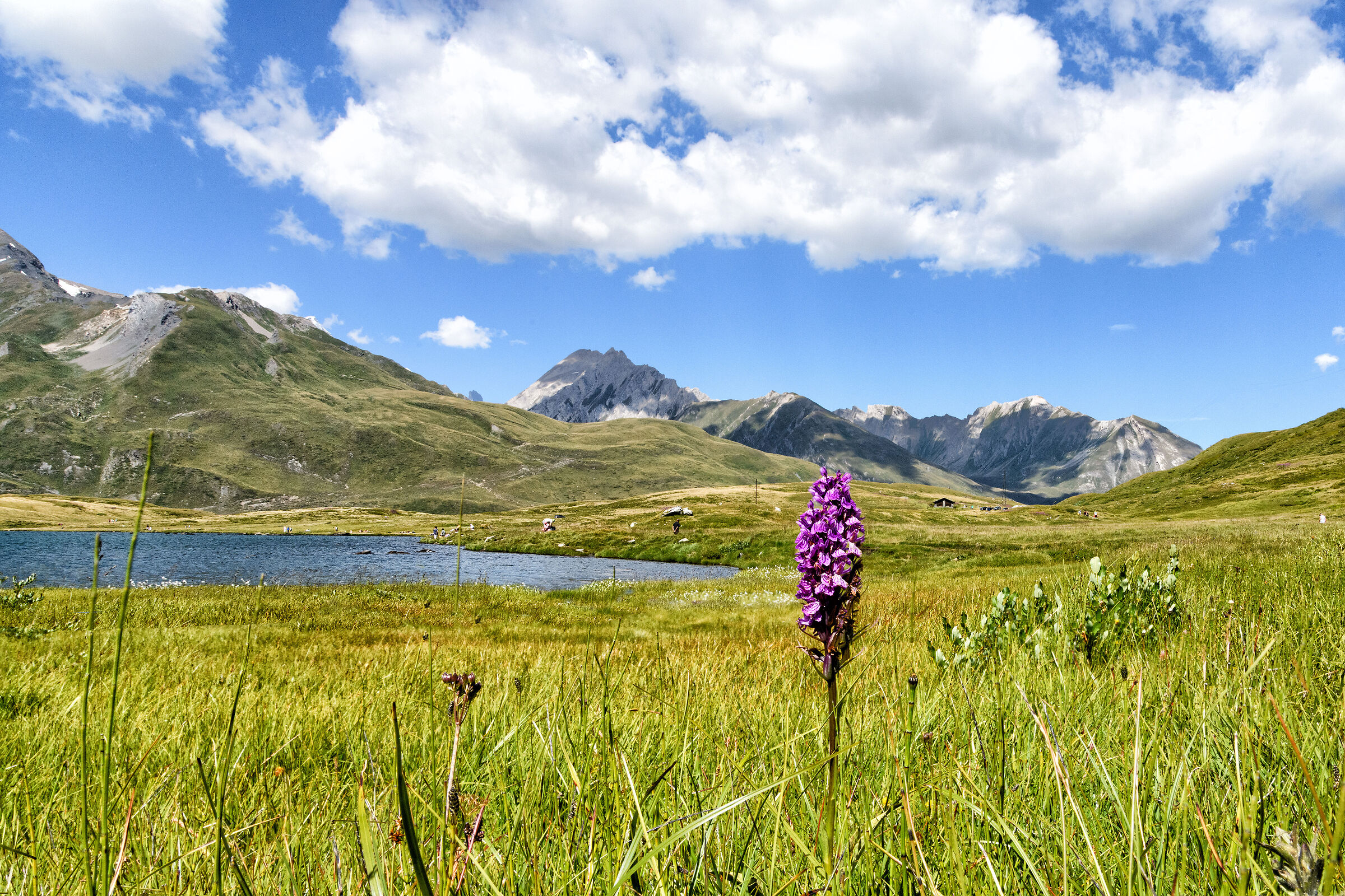 Orchidee spontanee sulle rive del lago Nambino