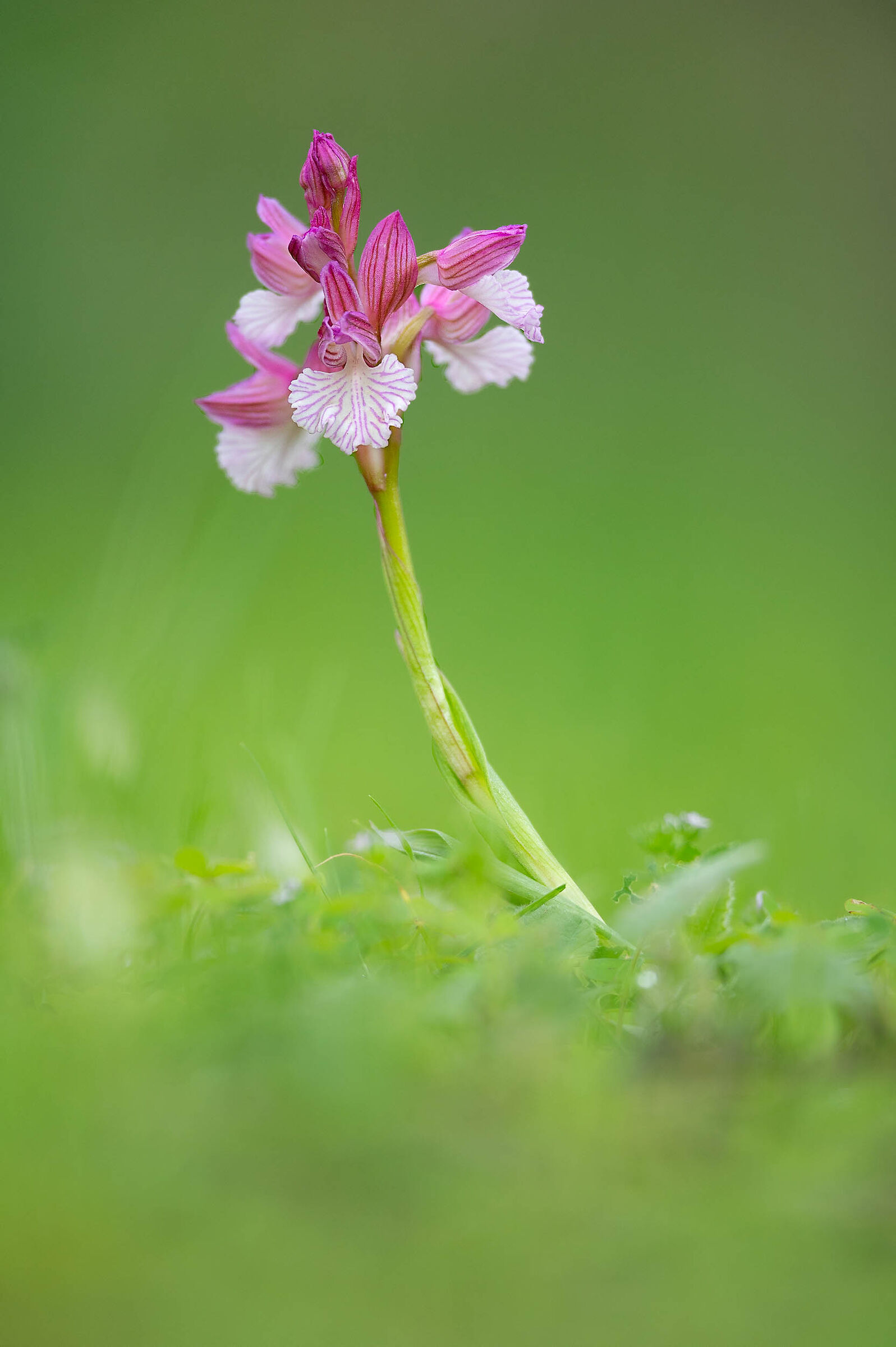 Anacamptis papilionacea