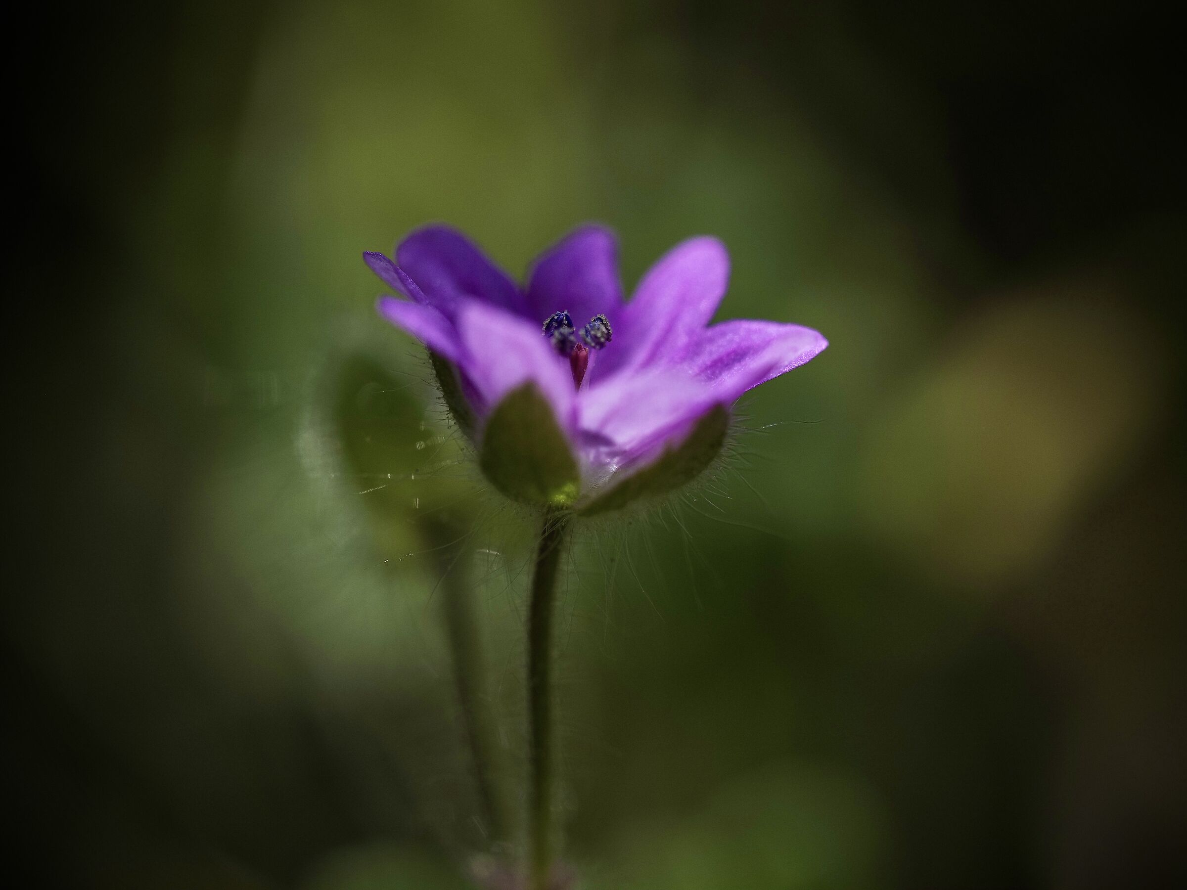 La bellezza d'un semplice fiore di campo