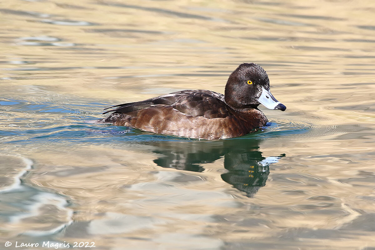 Moretta tra i riflessi