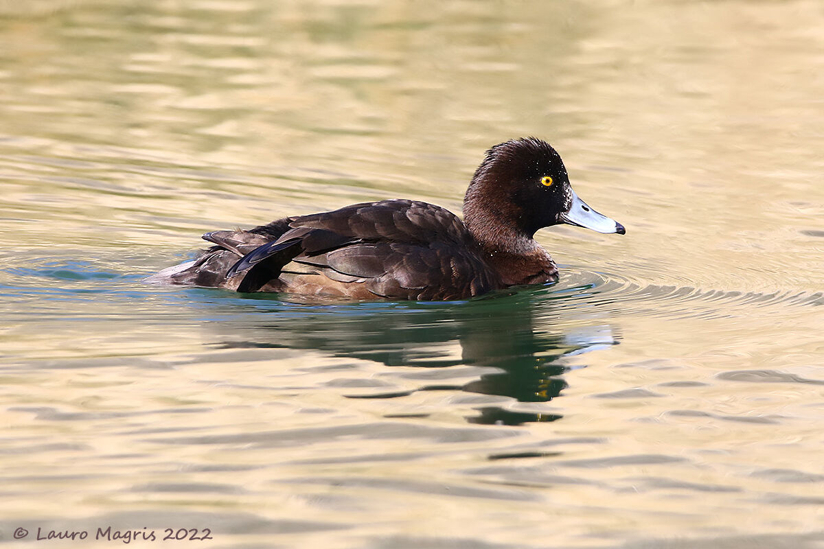 Navigazione silenziosa