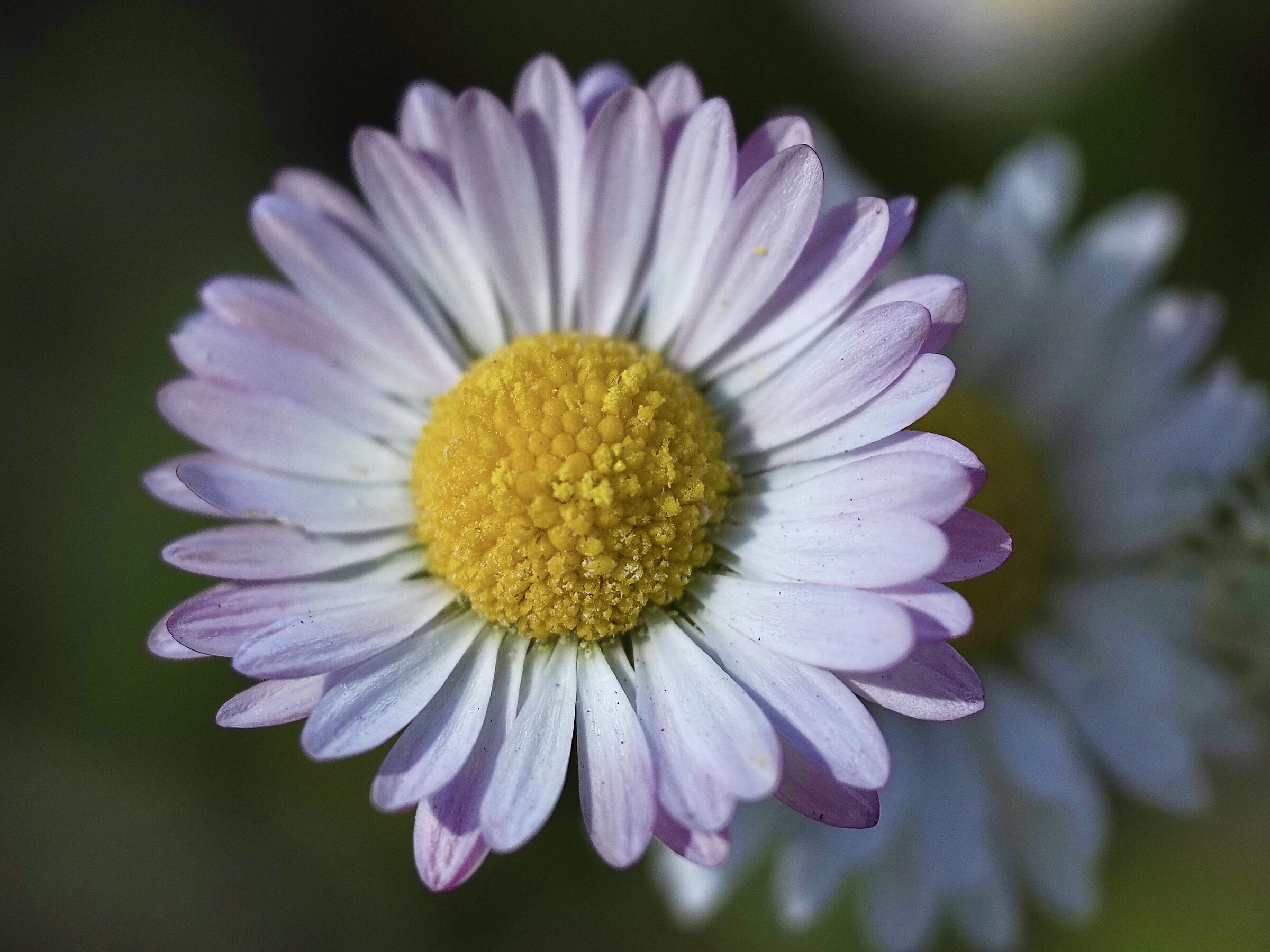 Margheritine di campo