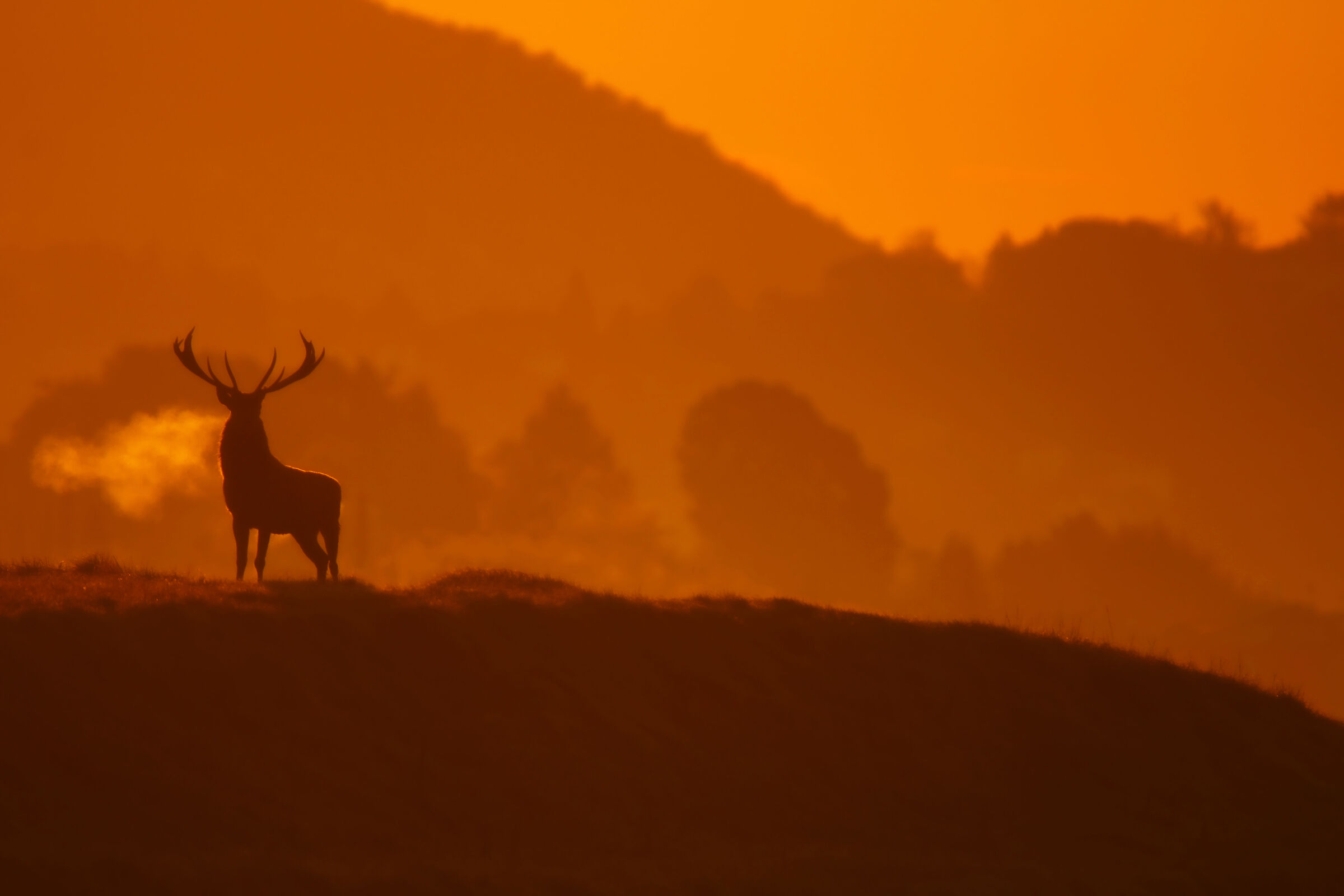 The puff of the Deer in an icy dawn
