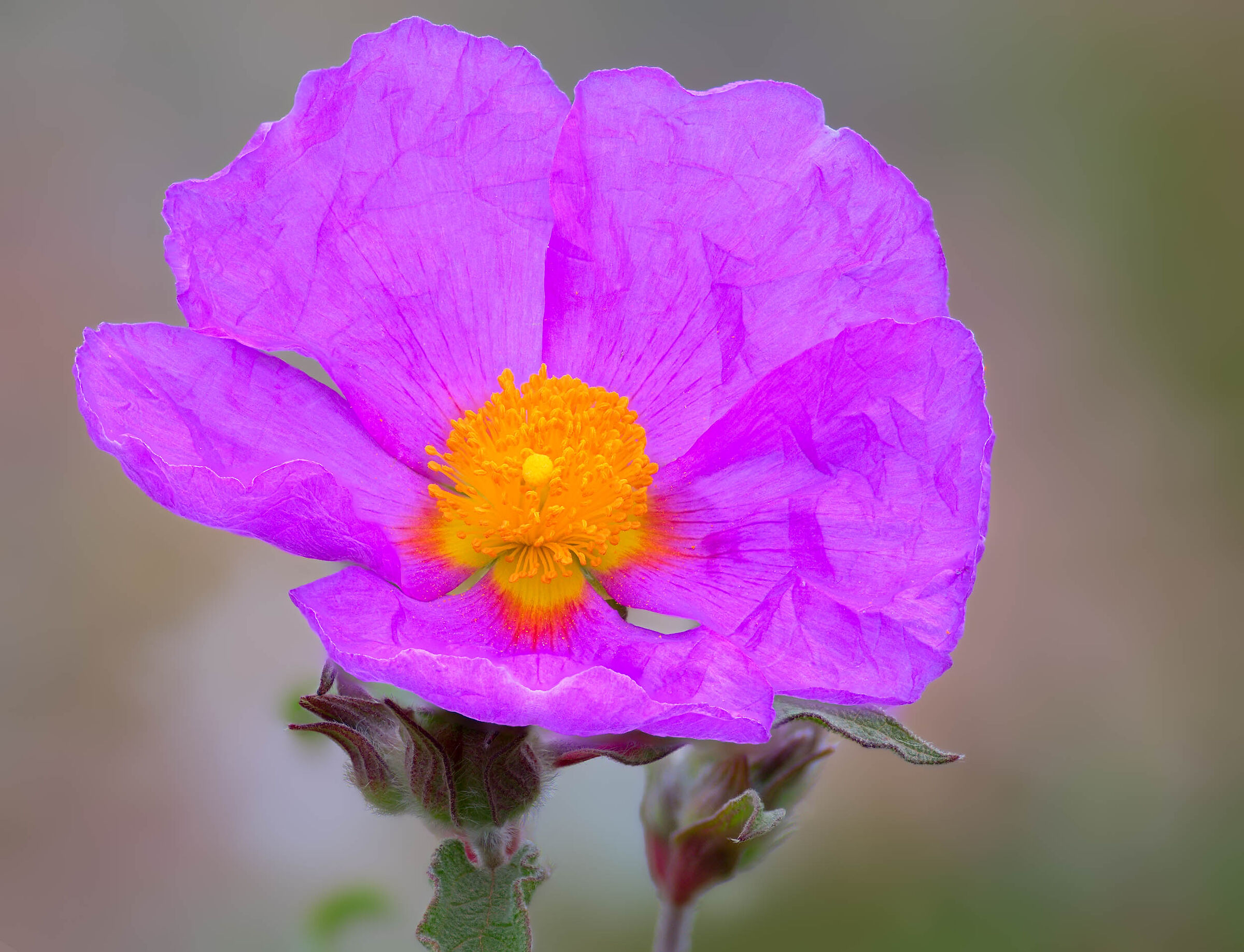 Cistus flower