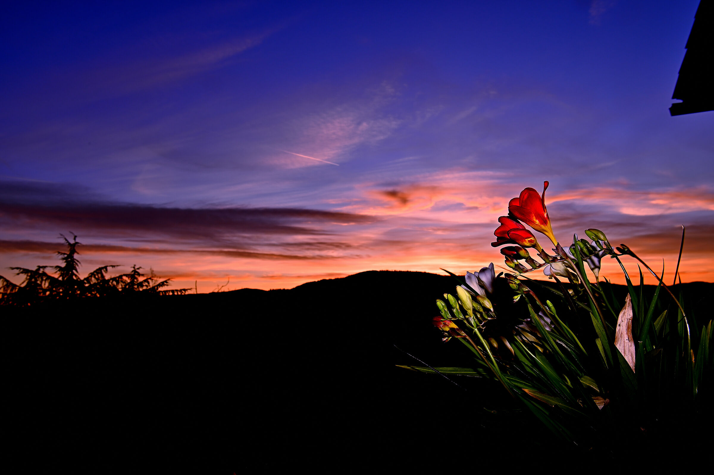 ... sunset freesias