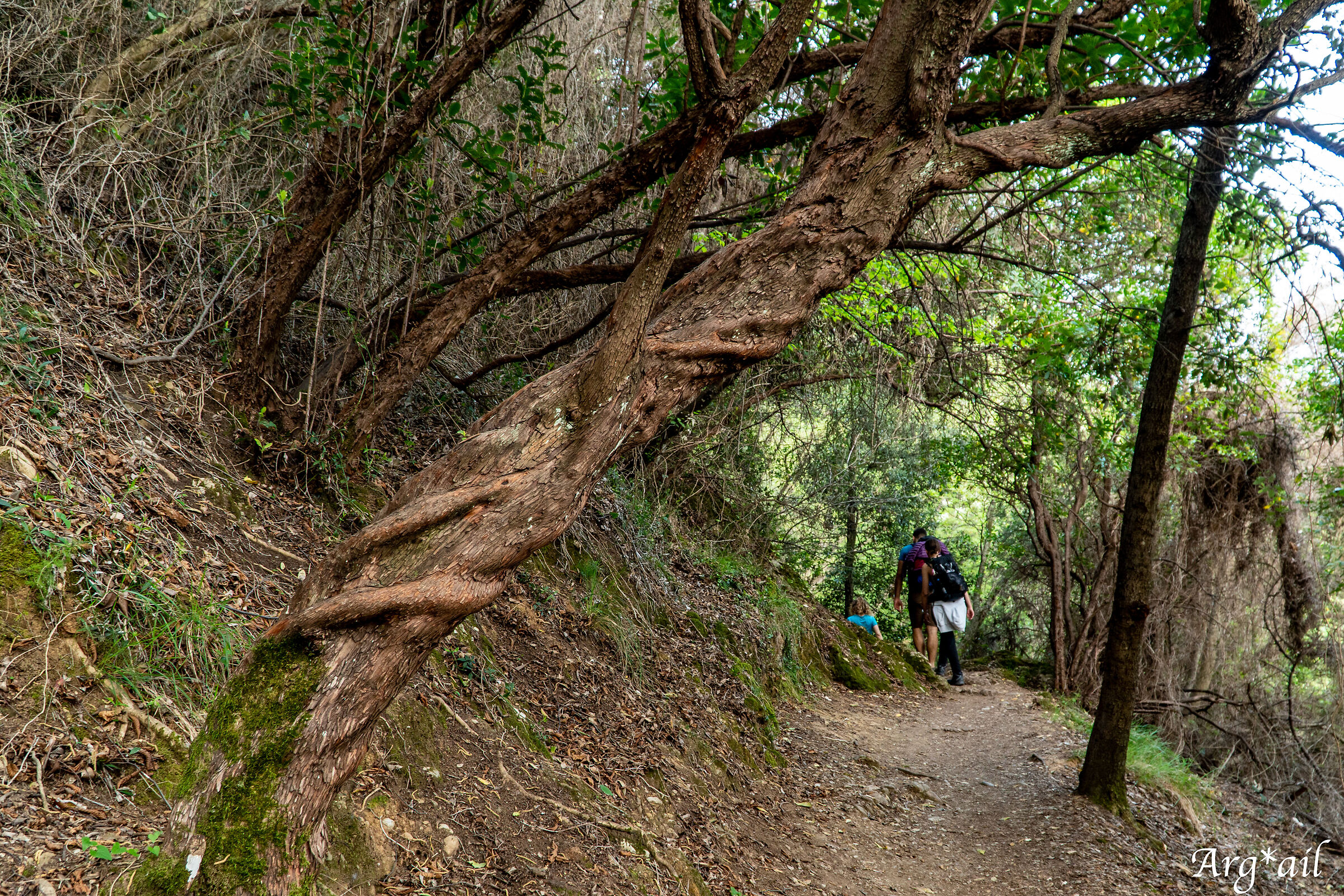 Path
