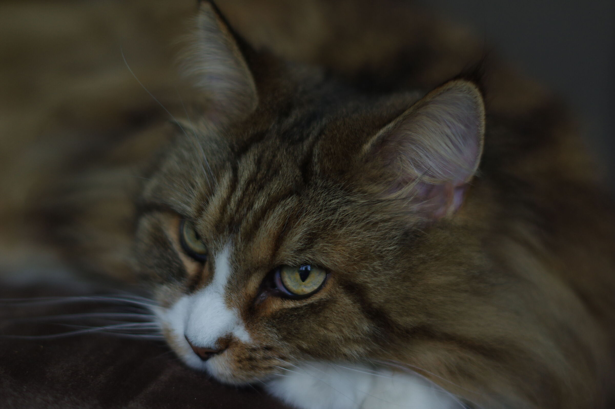 Mizzy, the afternoon rest