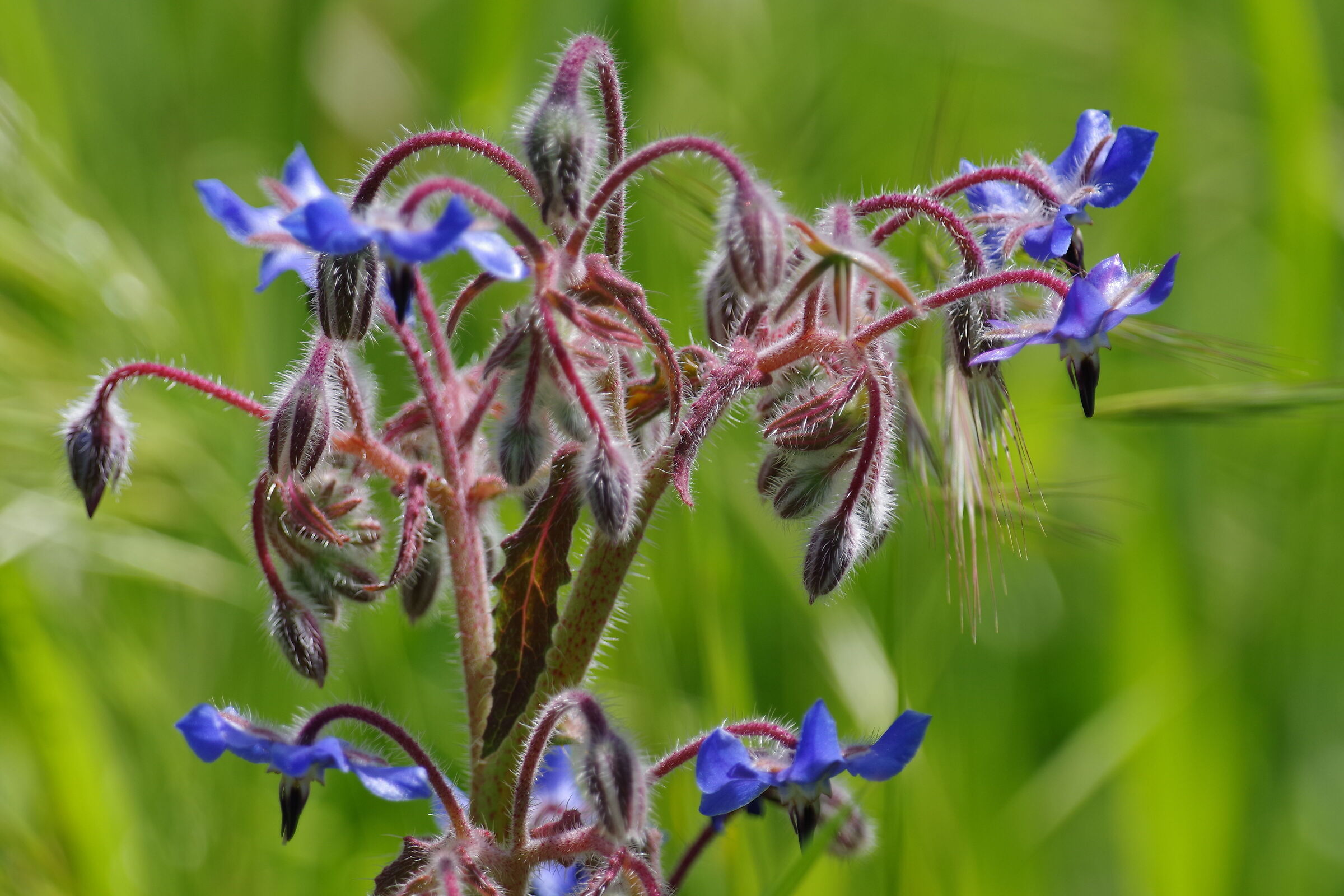 I discovered this borage seedling