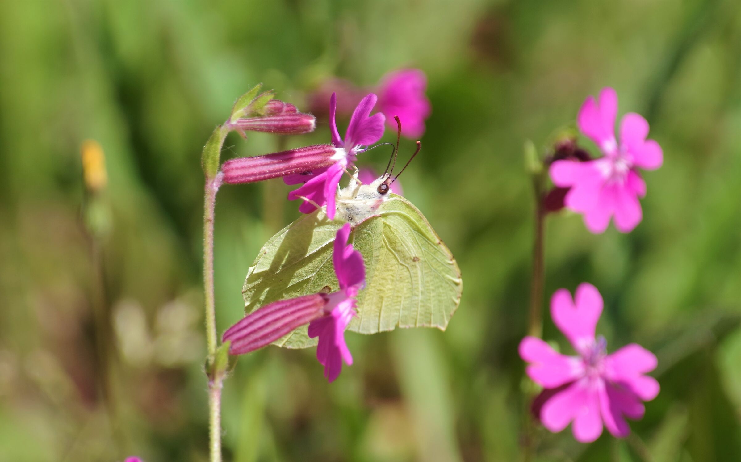 I photographed this yellow and green butterfly