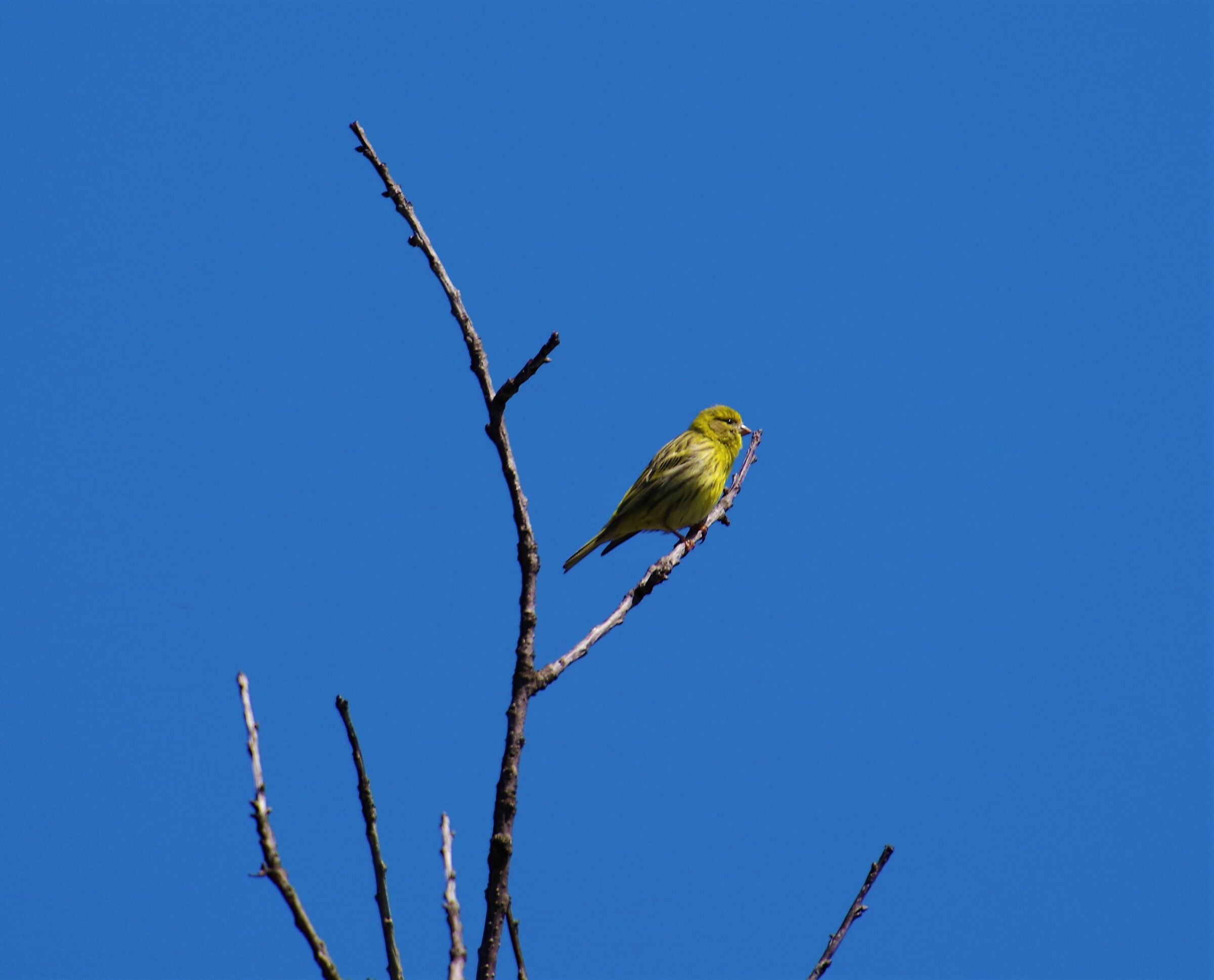 uccellino da lontano (ce n'erano pochi oggi)