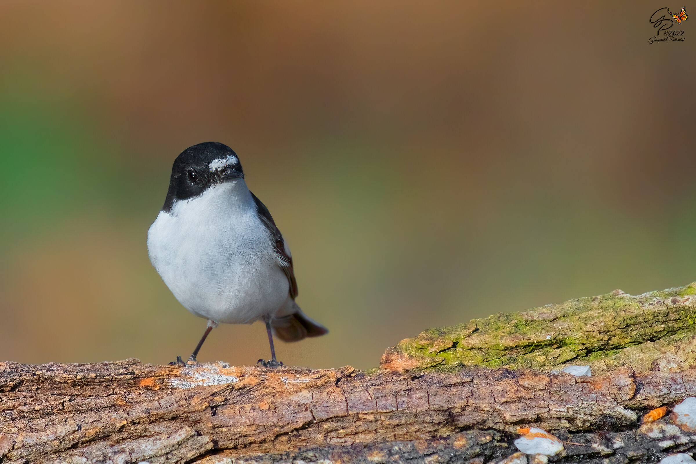 Balia nera &male; (2)
