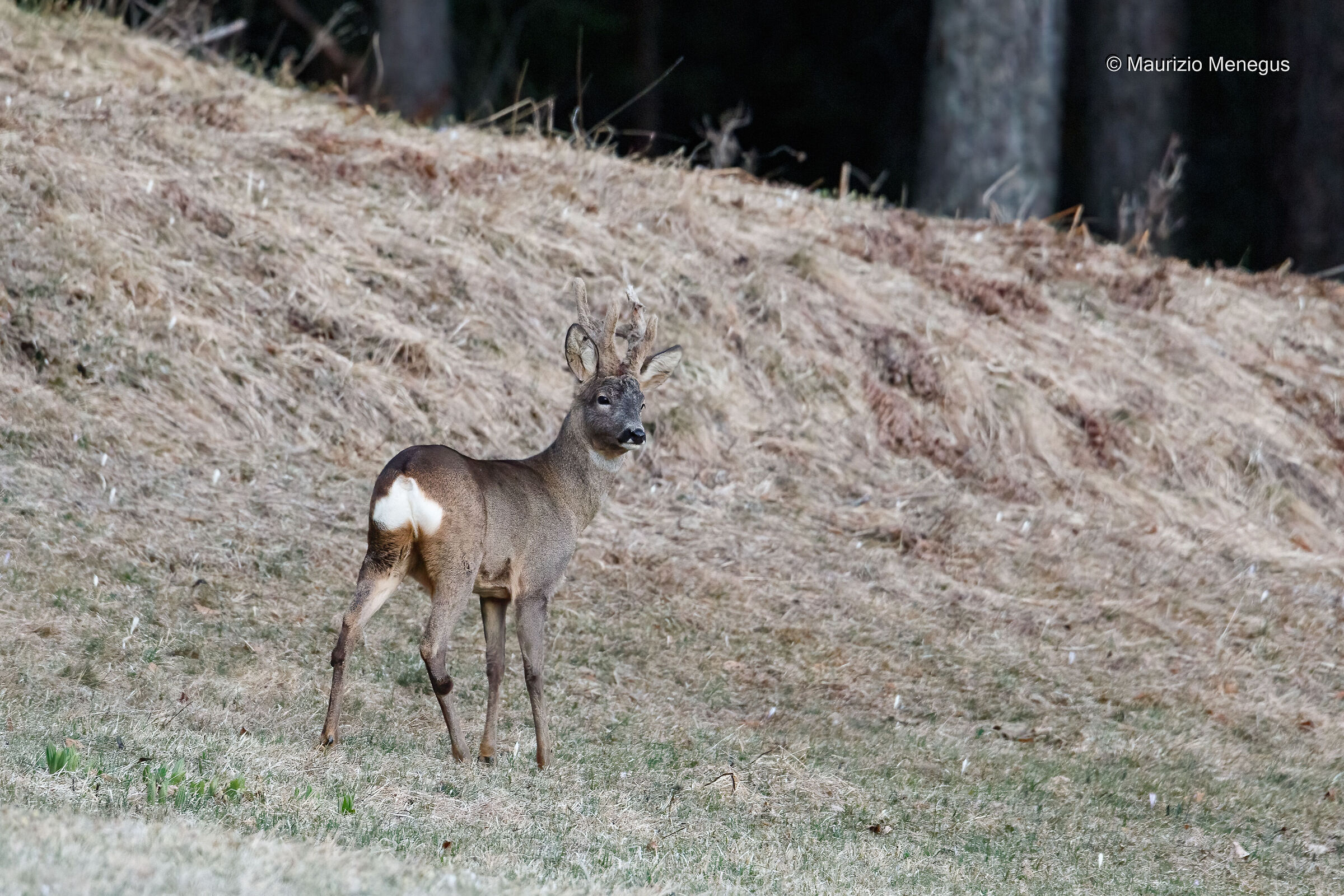 Capriolo di Pasquetta