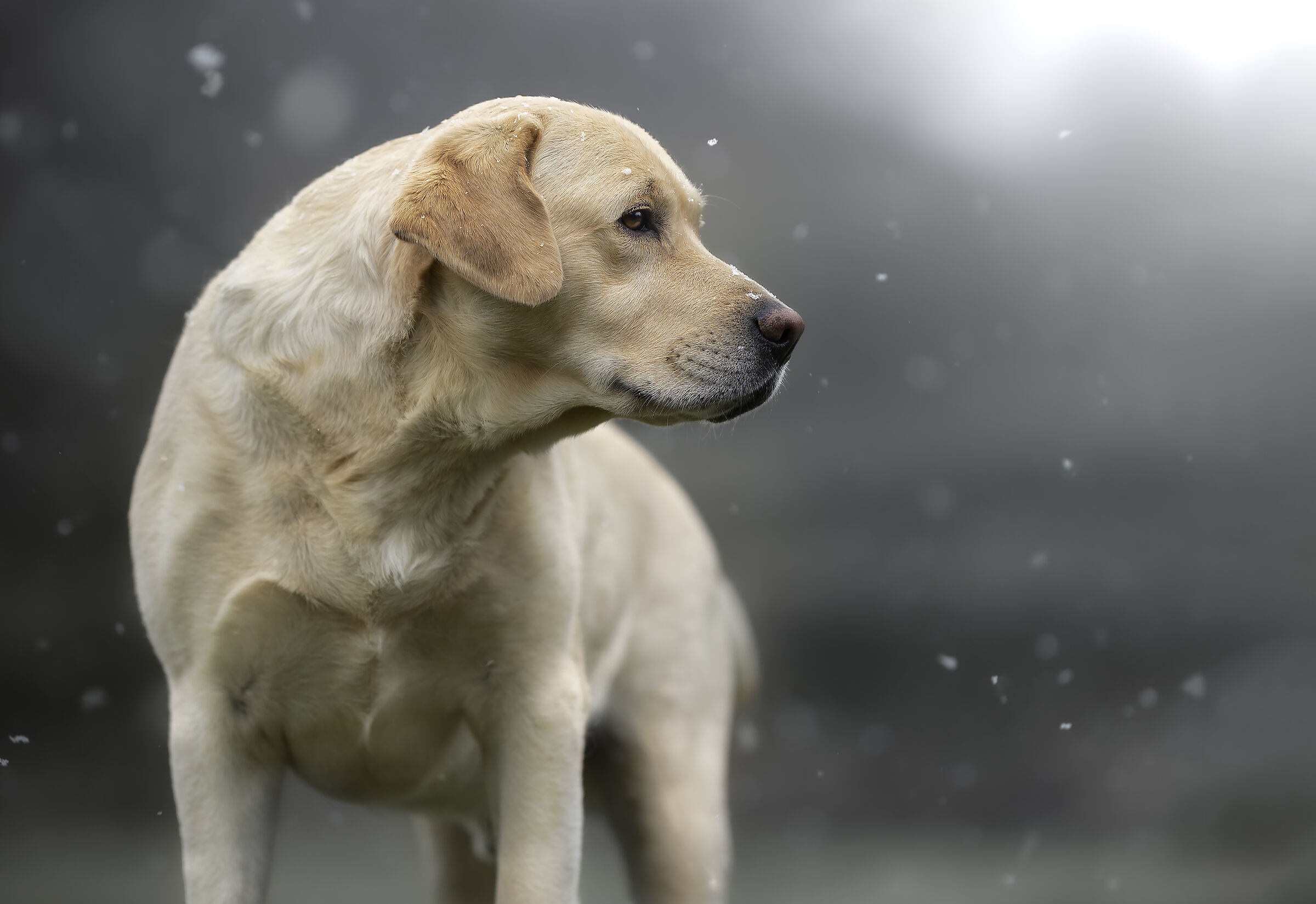 The last snowfall