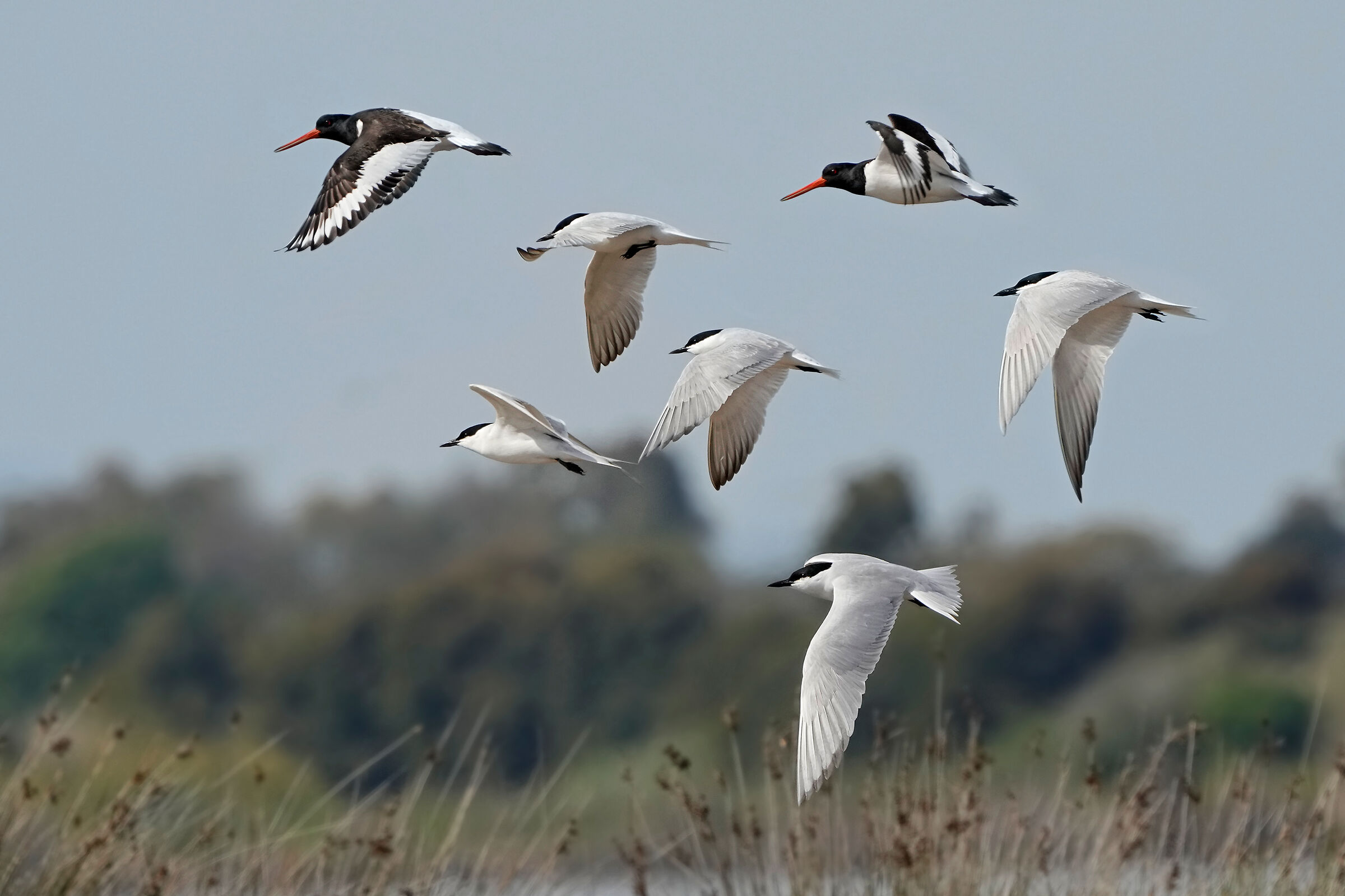 Terns and Sea Woodcocks
