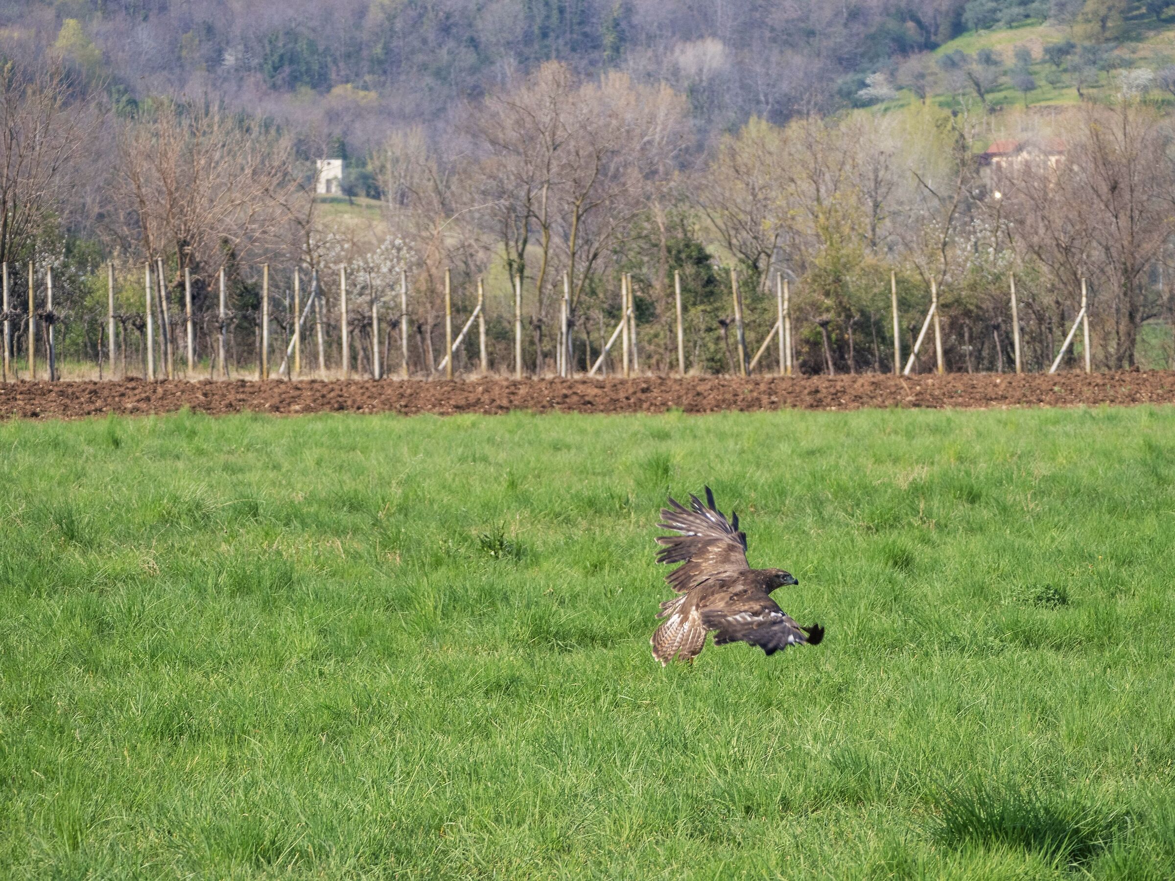 Buzzard